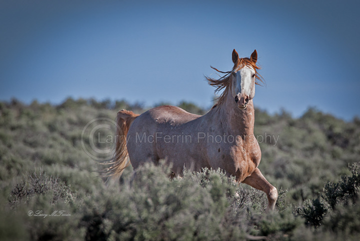 Bachelor - Warm Springs HMA, Oregon - Image #3541