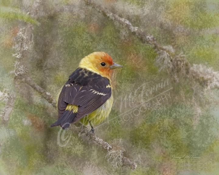 Western Tanager - Image 3795DA