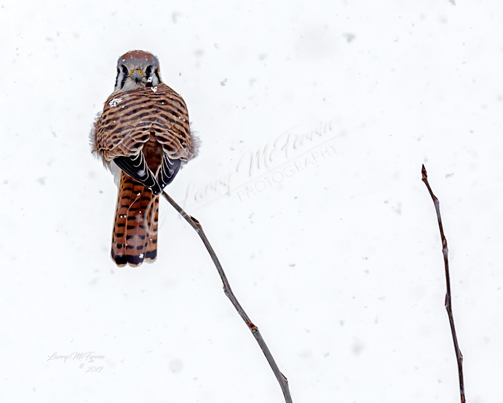 American Kestrel - Image 6594