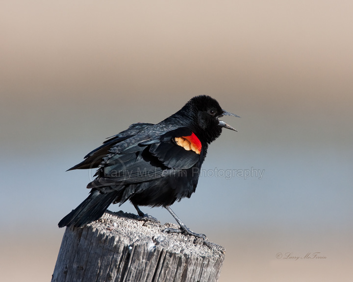 Red-winged Blackbird - Image 2689