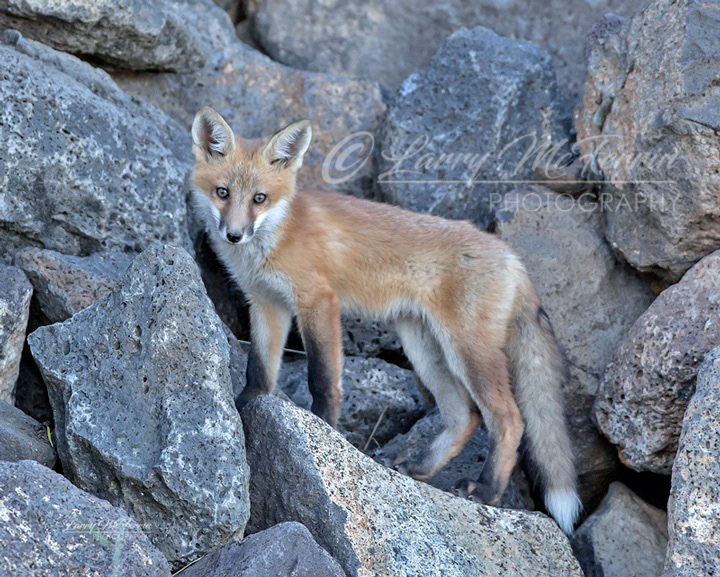Red Fox Kit - Image 2342