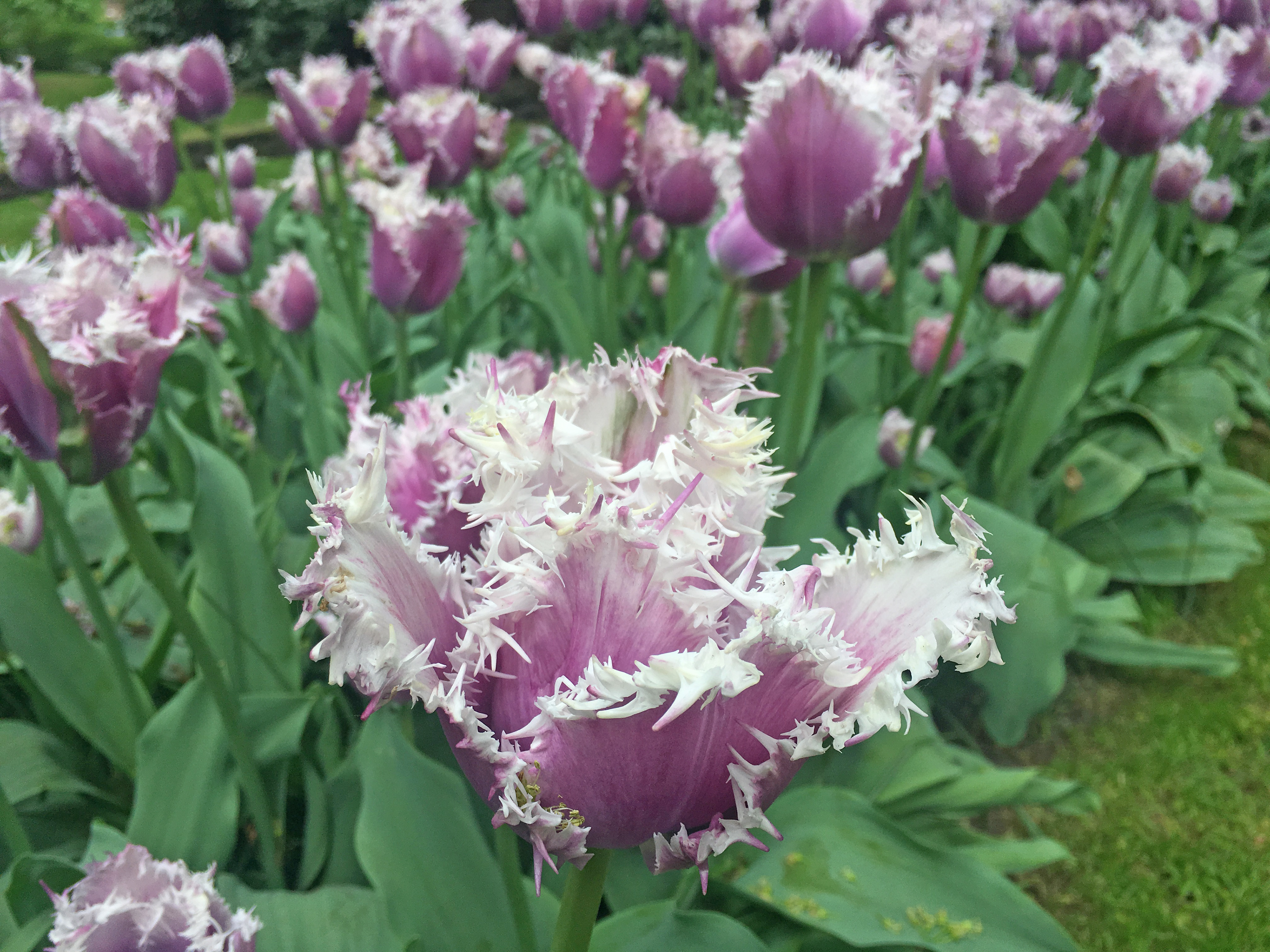 Keukenhof, Países Baixos, 2018
