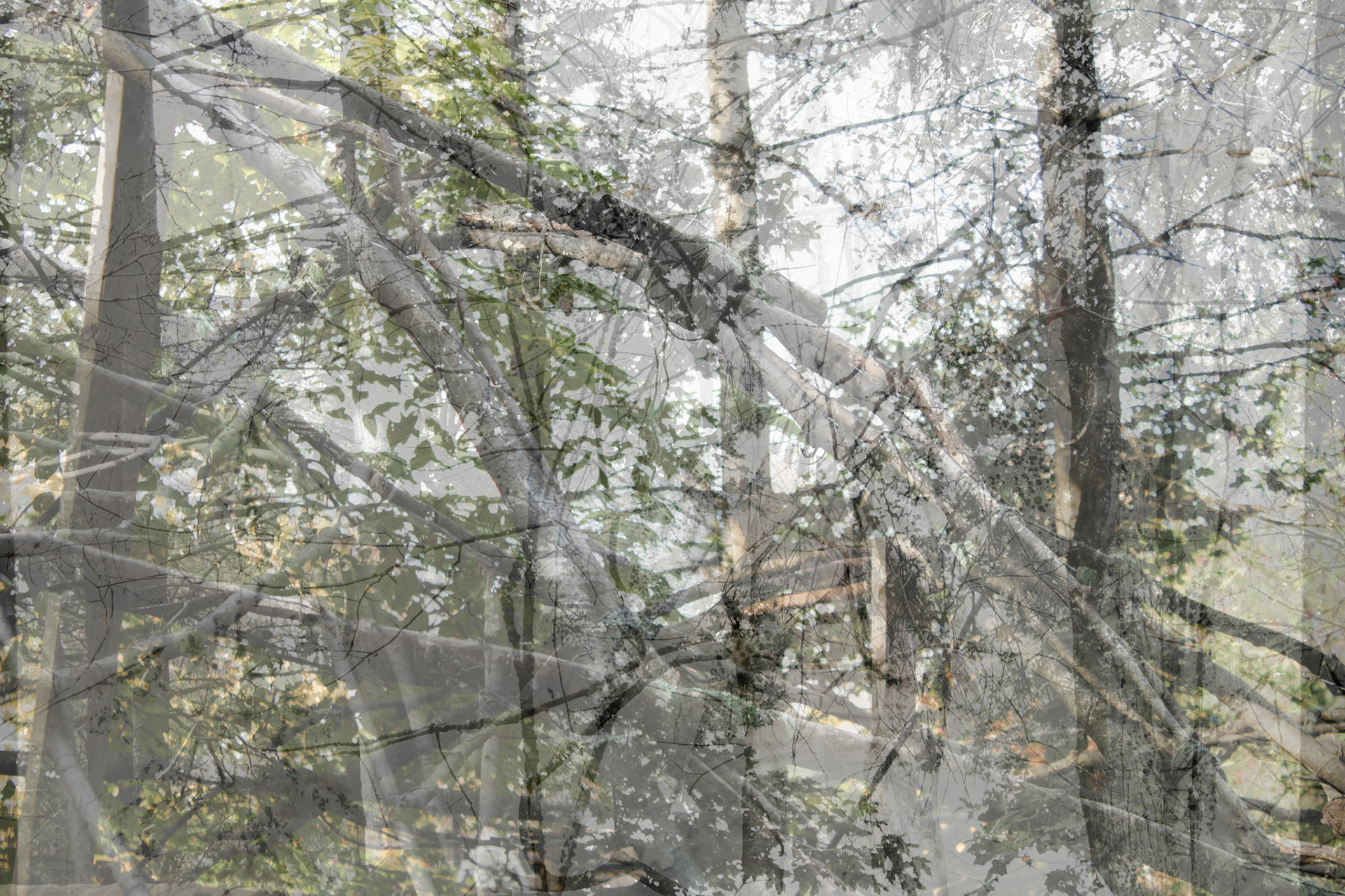 Untitled. Digital Collage. Variable. 2020.