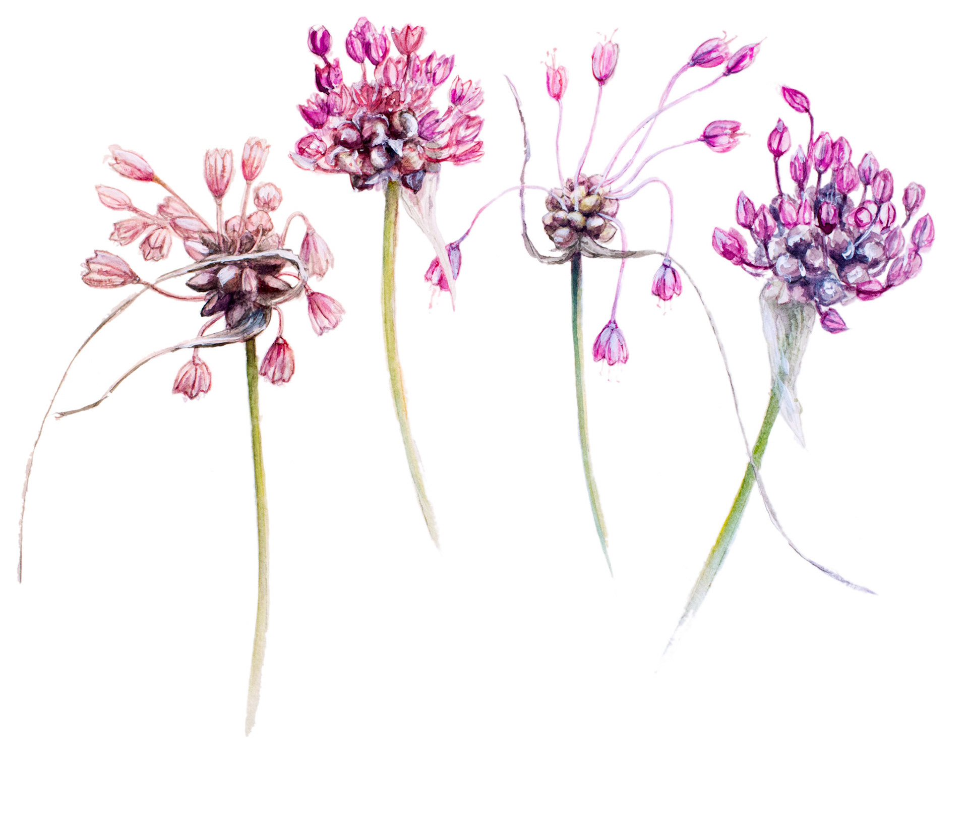 Backlök, sandlök, rosenlök och skogslök | Allium