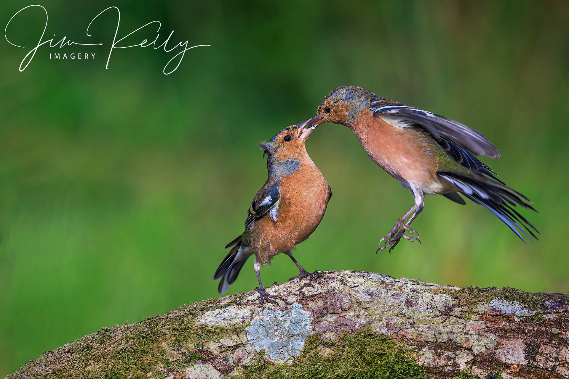 Feeding Time (Ref: DIG15114)