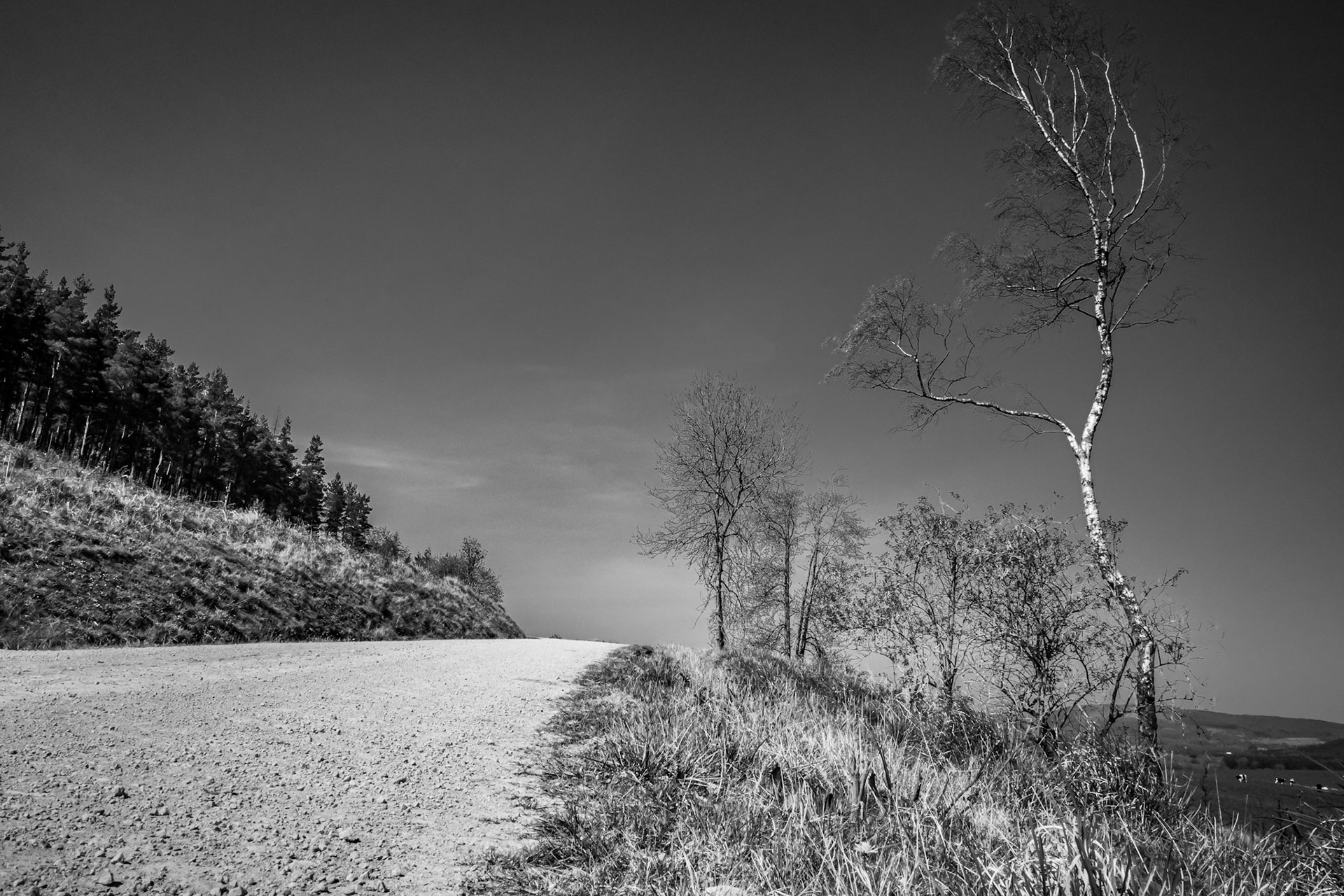 The Birch of Venus