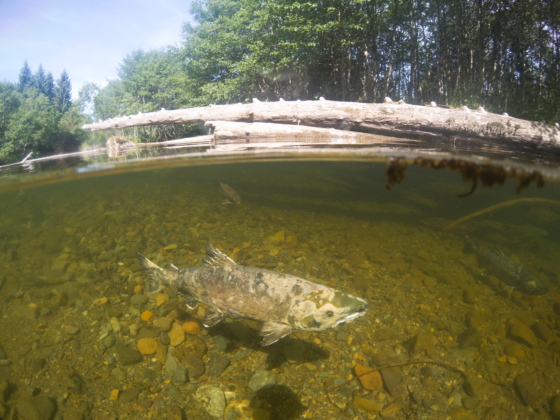 C:\DCIM\100GOPRO\GOPR1142.GPR