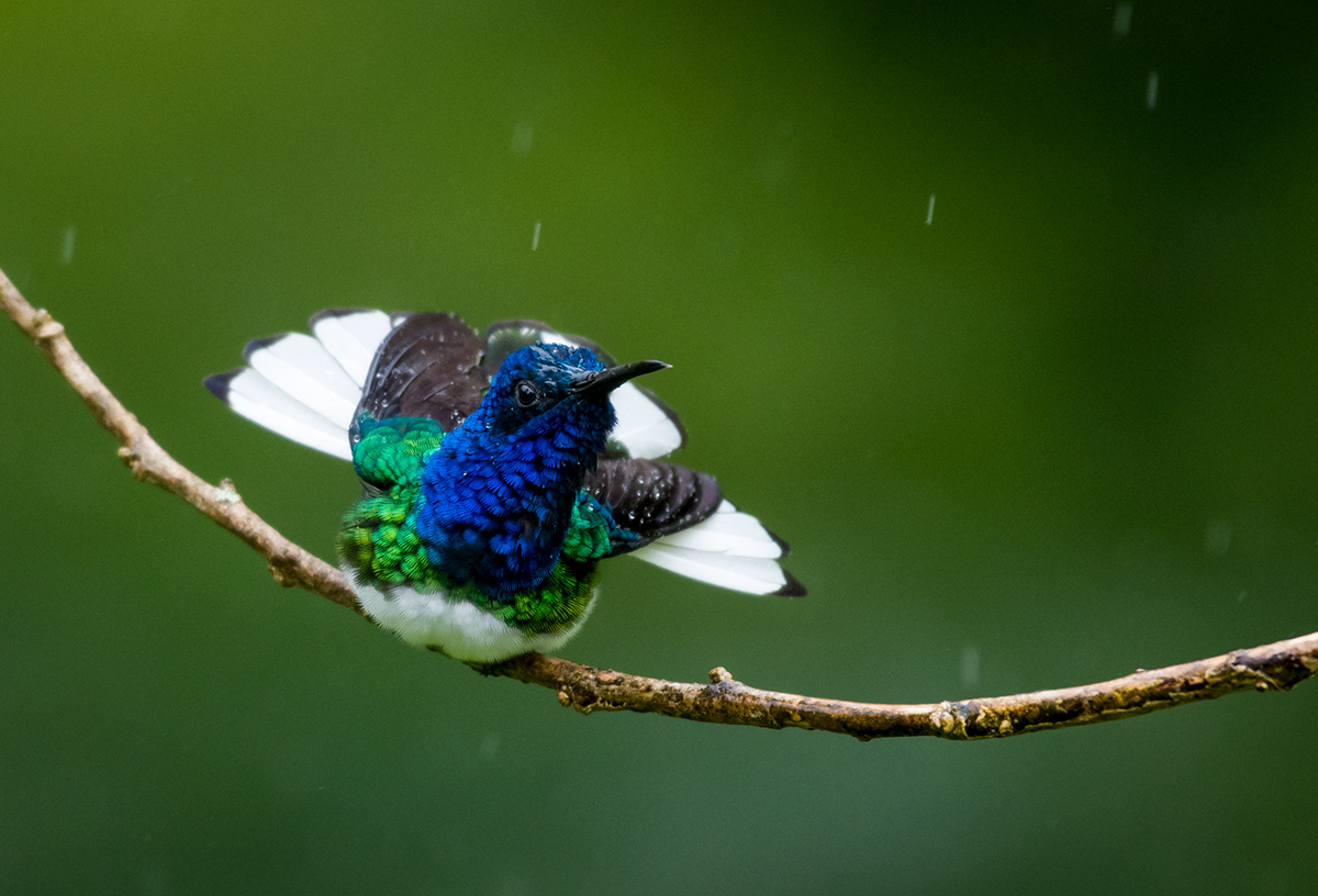 Chelsea Sampson Photographer - Hummingbirds Of Trinidad And Tobago