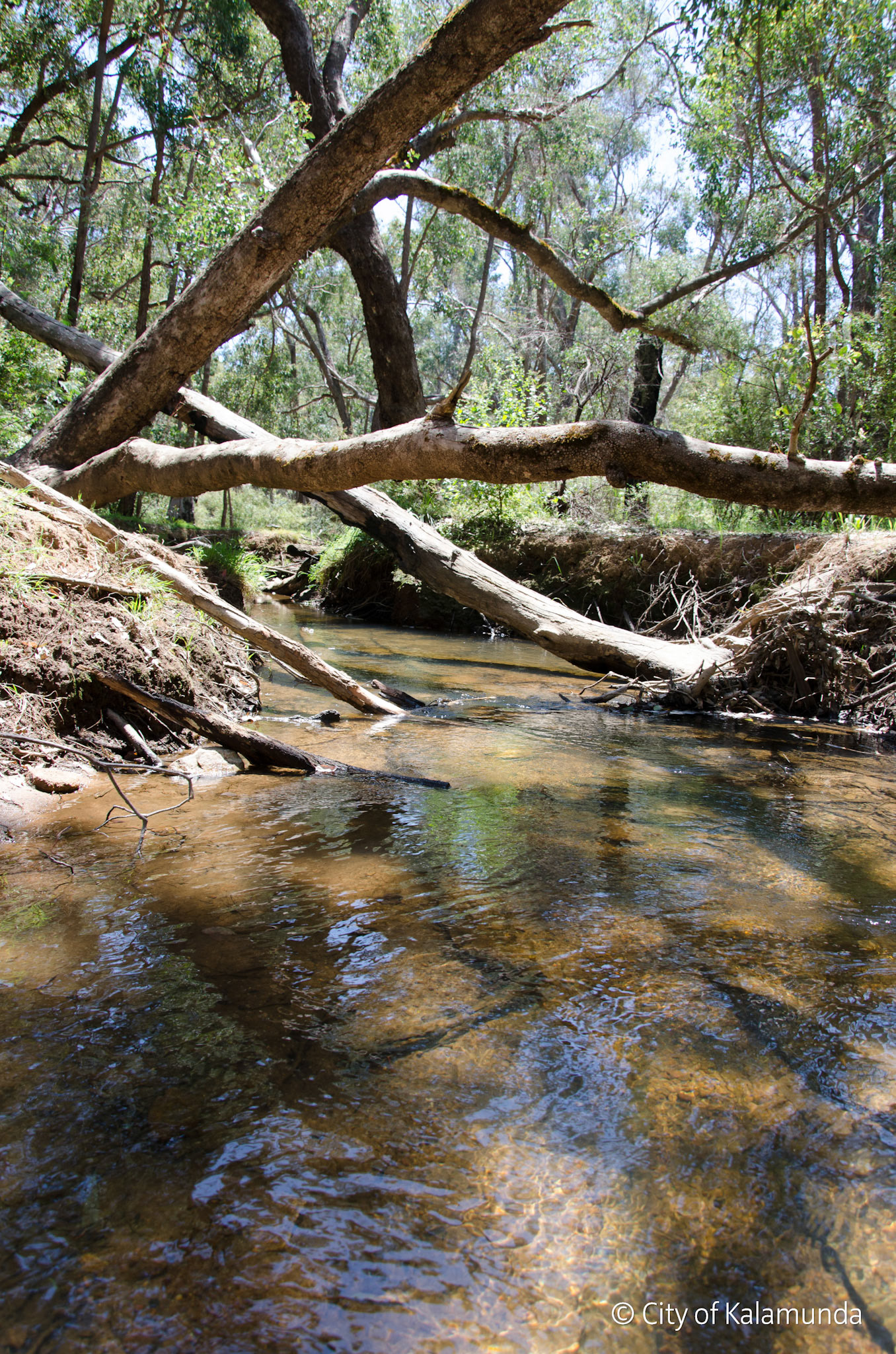 Piesse Brook