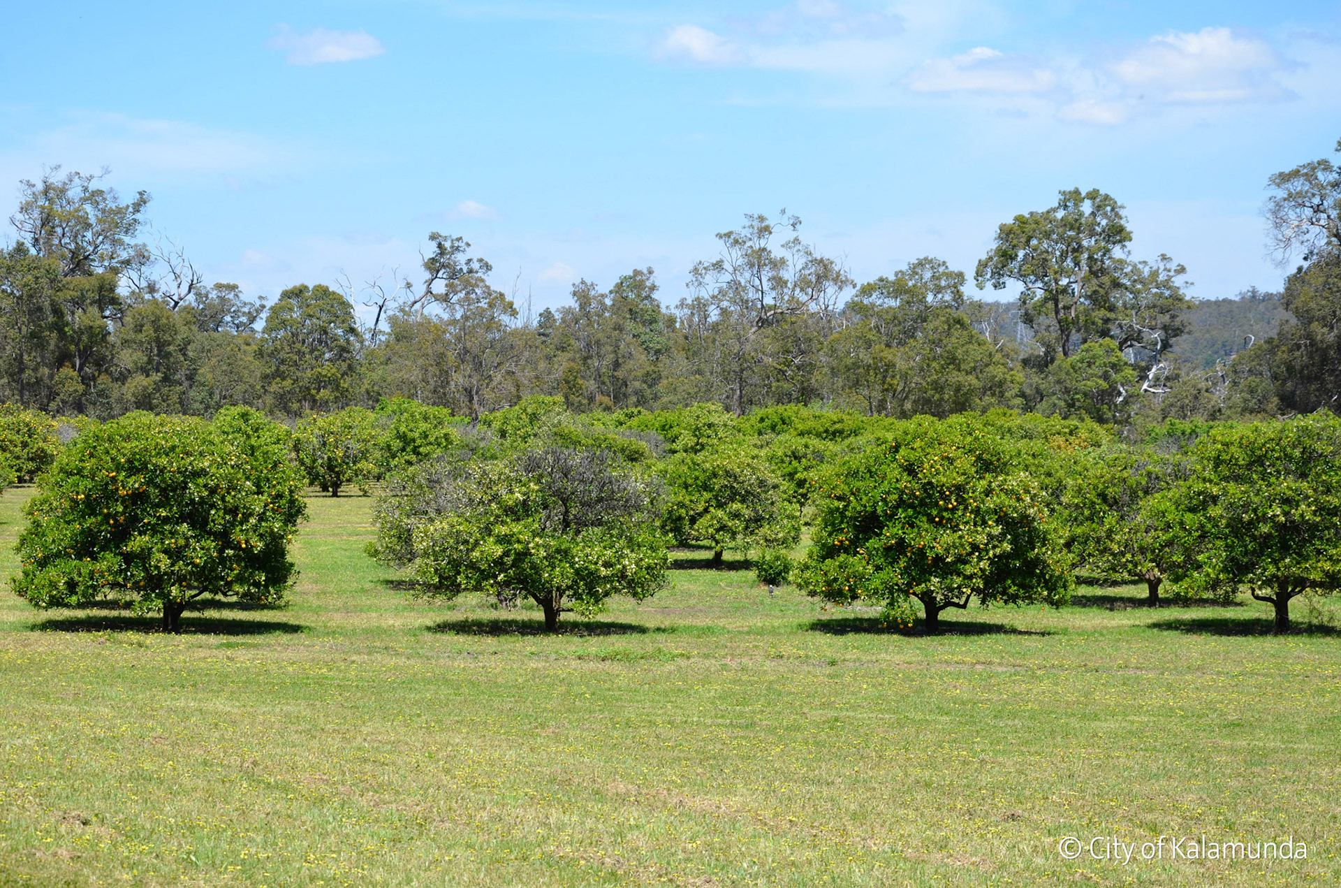 Paulls Valley