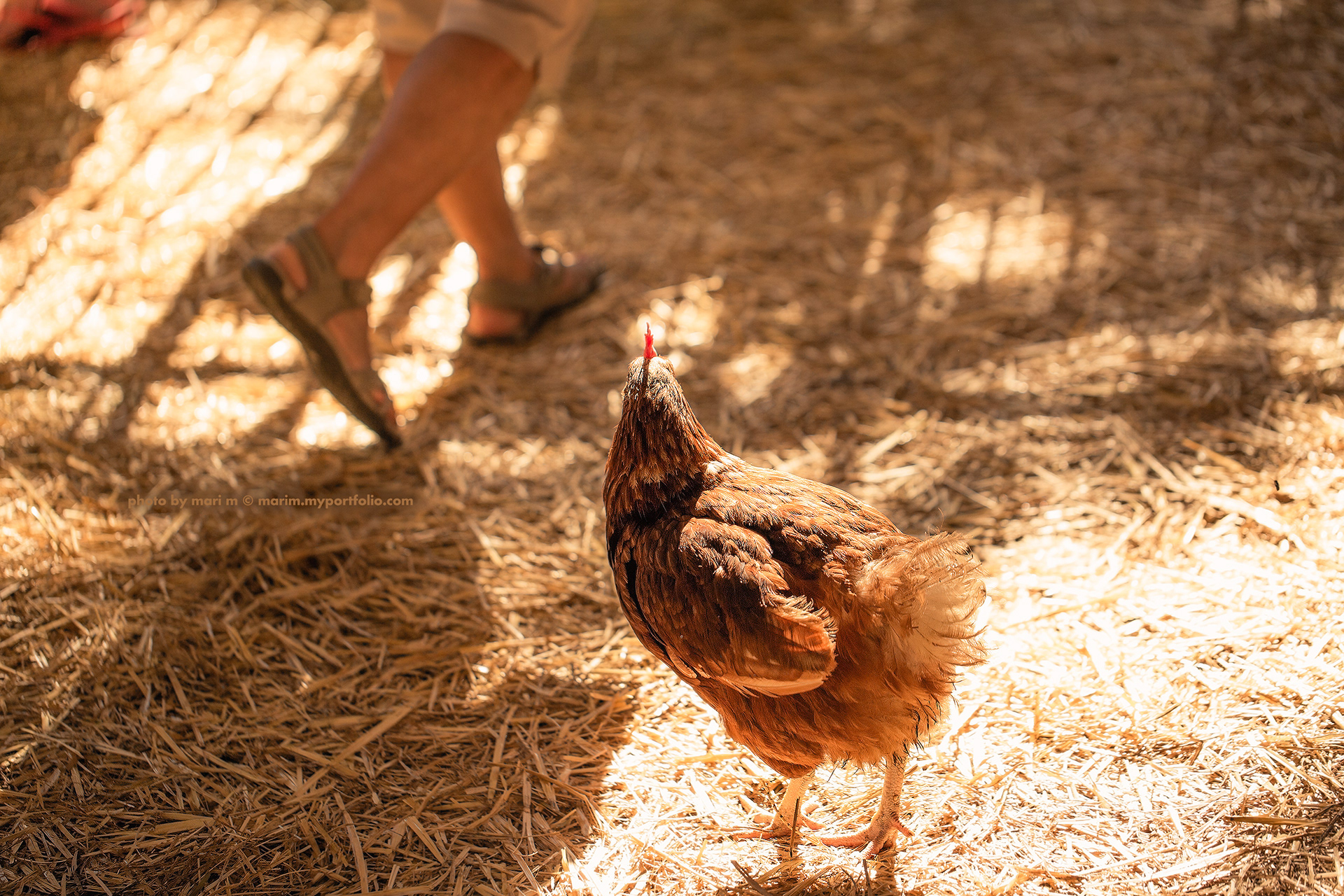 A Cute Rooster in the Lovely Sunlight