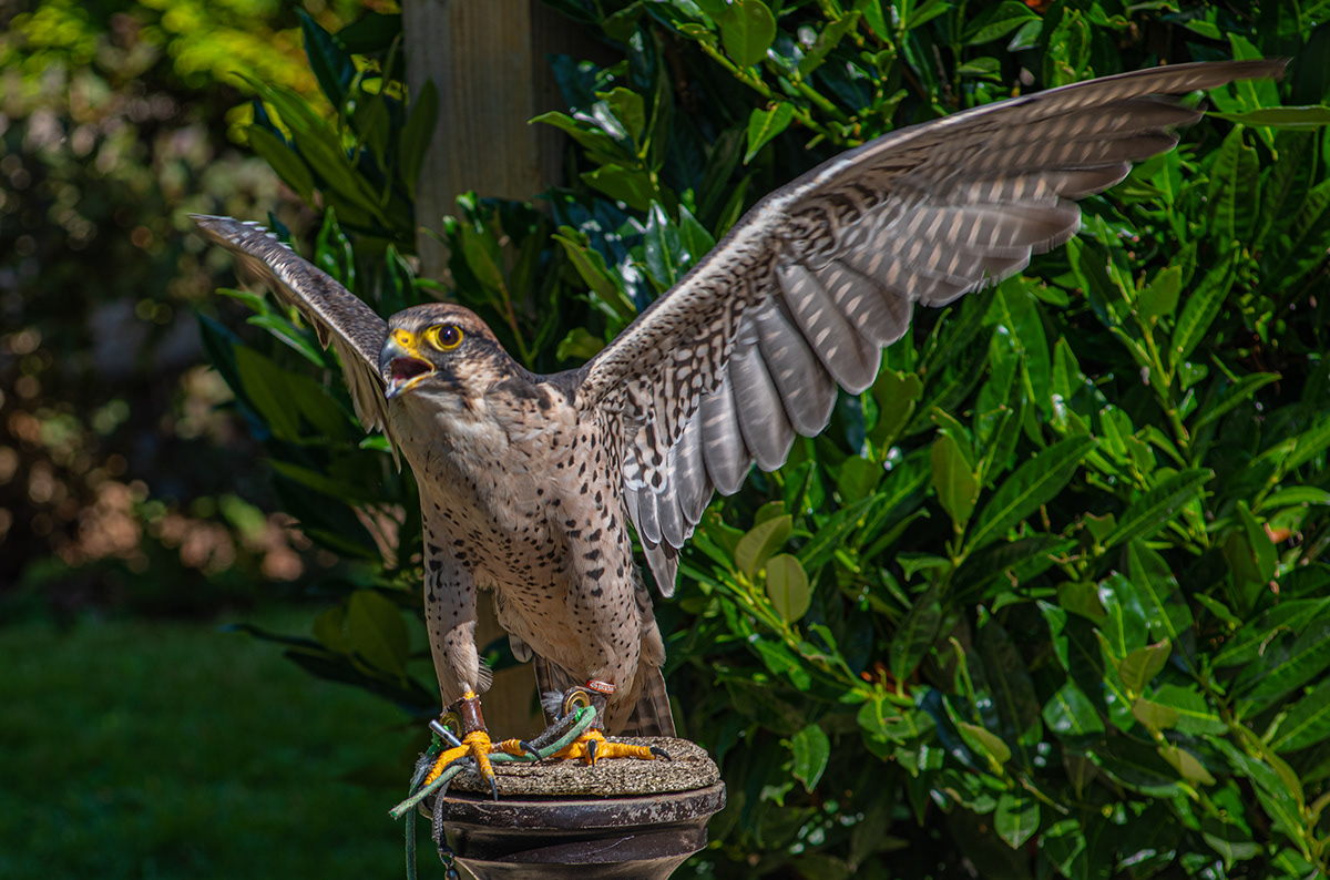 Rays Captured Moments Cotswold Falconry Centre