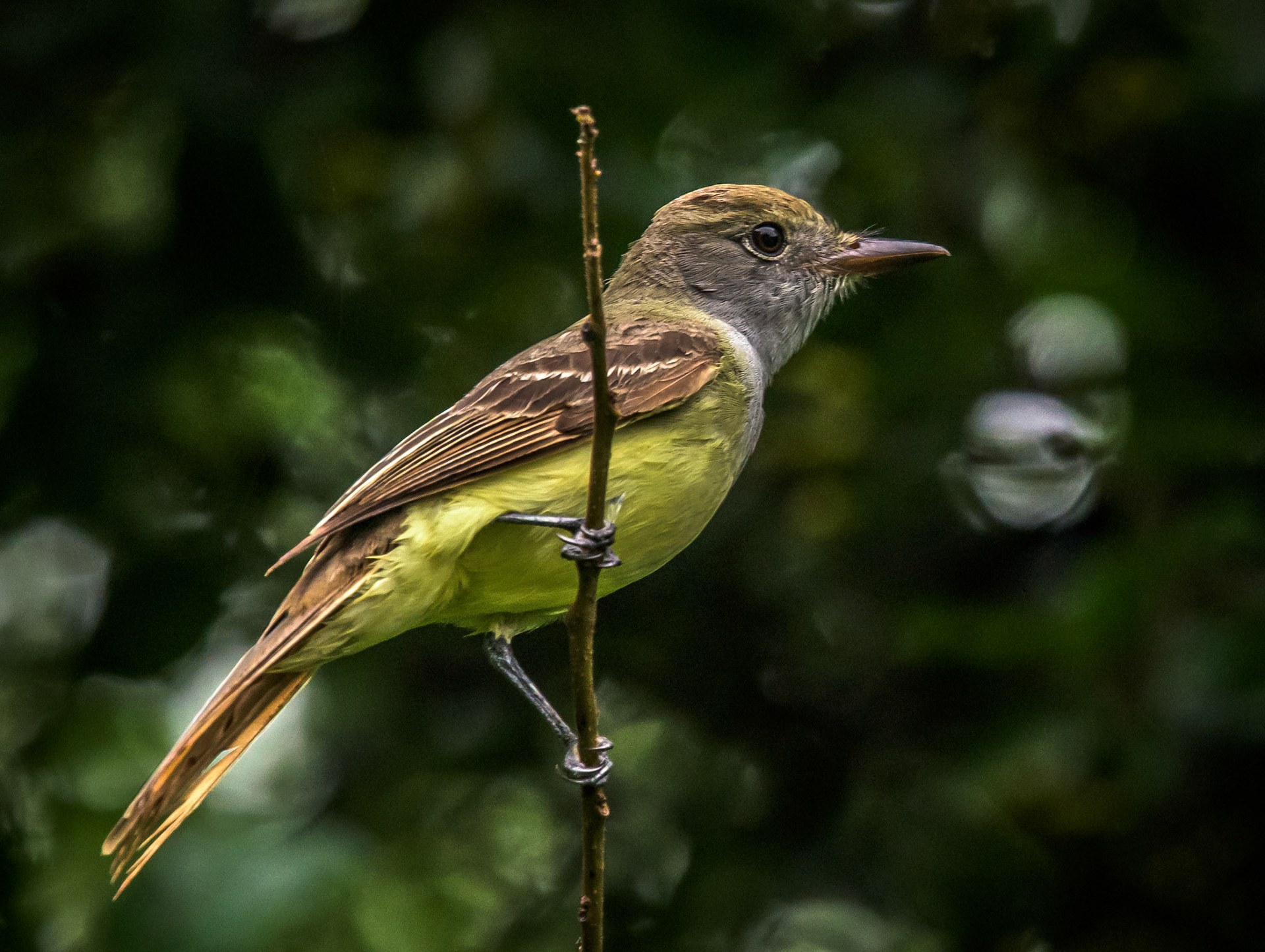 Great Crested Flycatcher