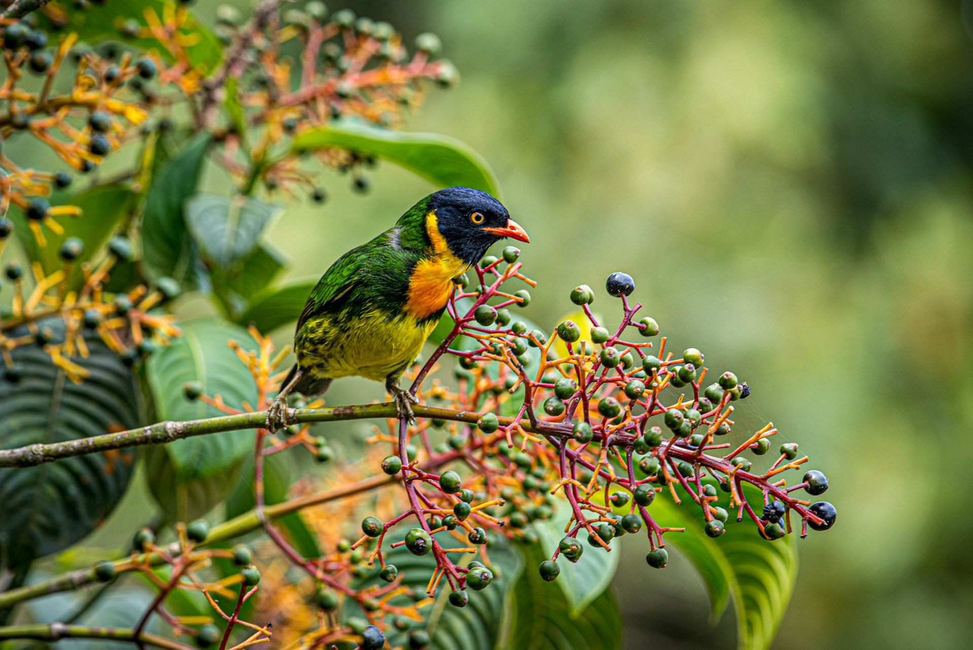Orange-breasted Fruiteater