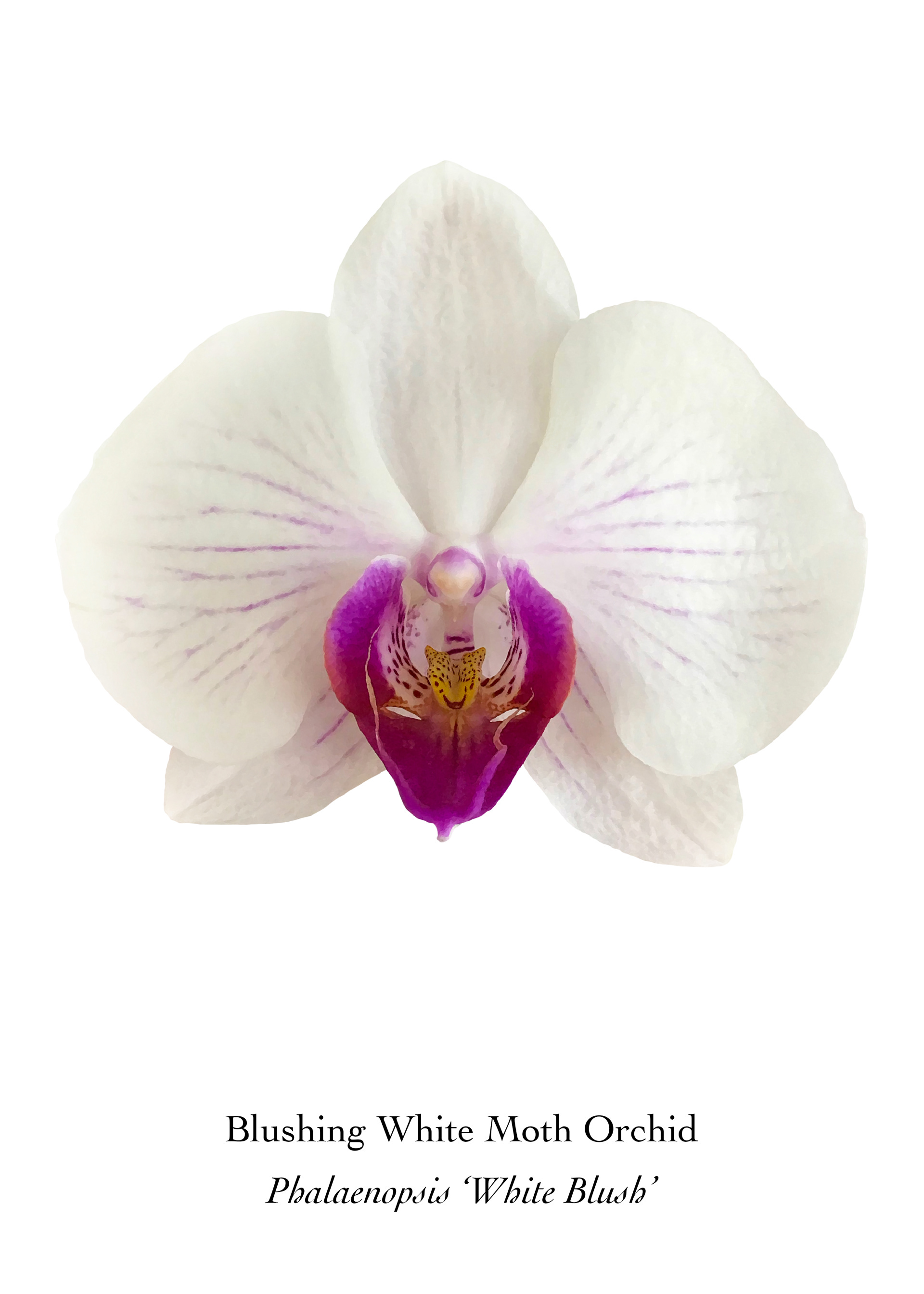 Available at: https://displate.com/displate/1795546