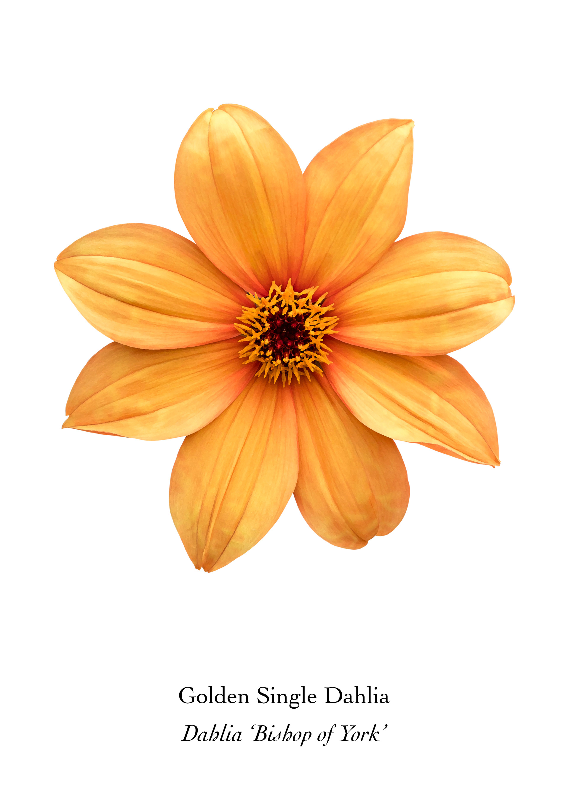 Available at: https://displate.com/displate/1711774