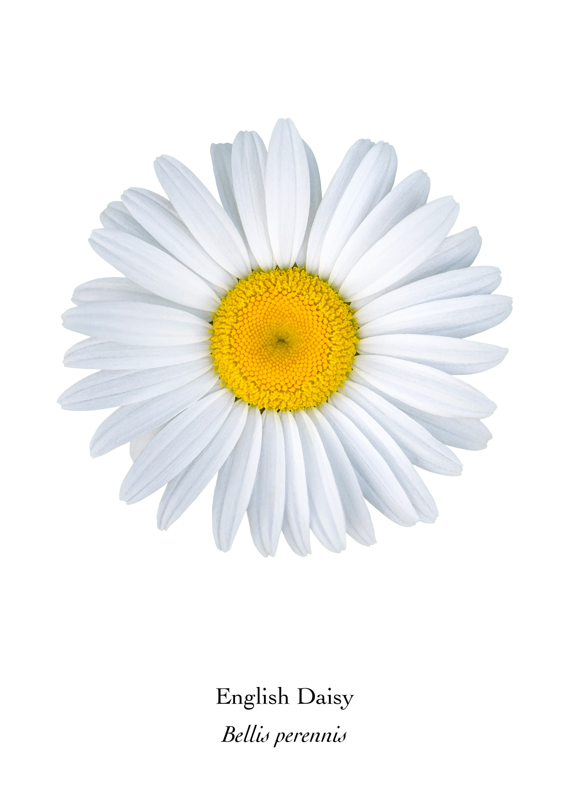 Available at: https://displate.com/displate/1555397