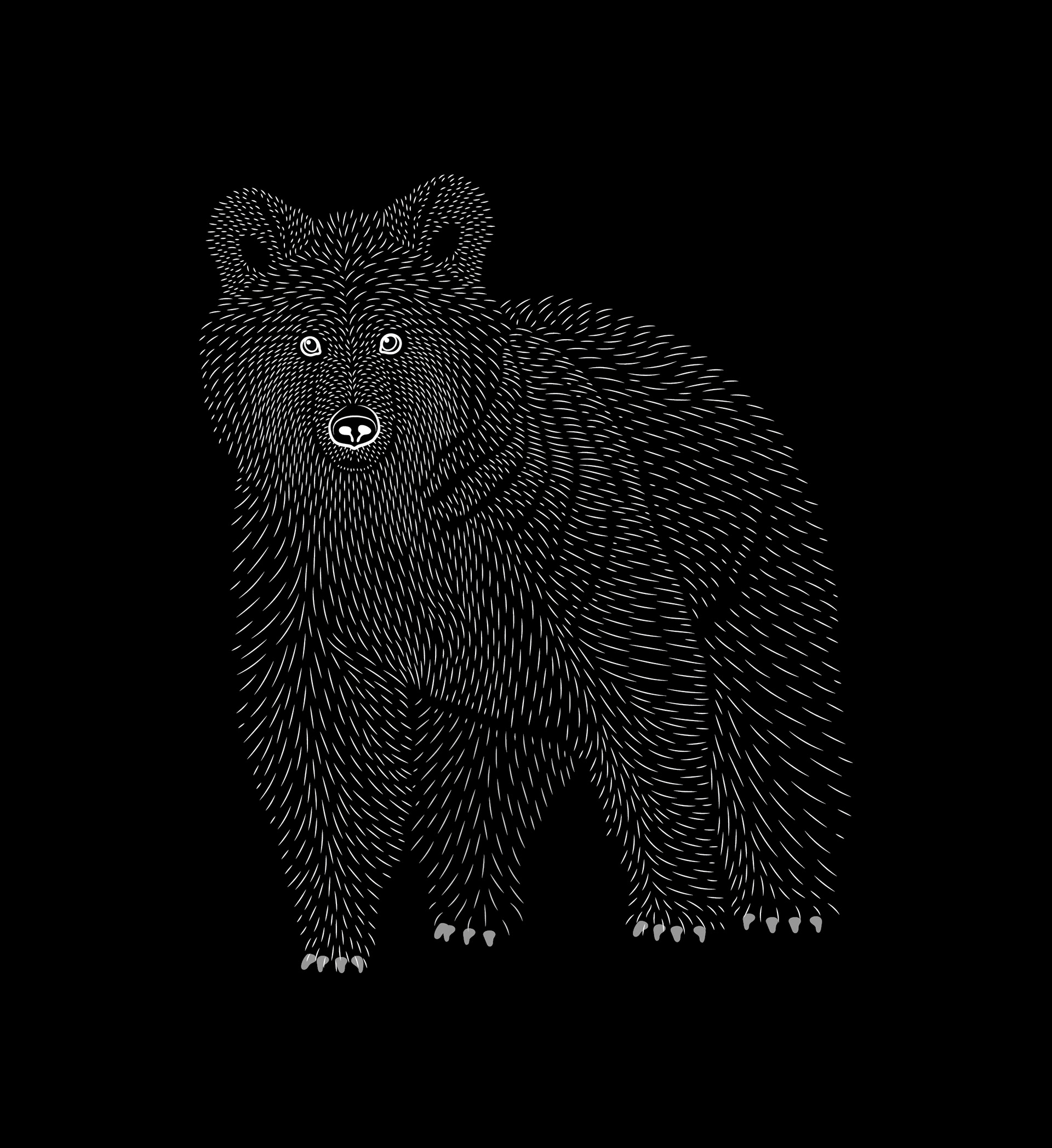 Bear