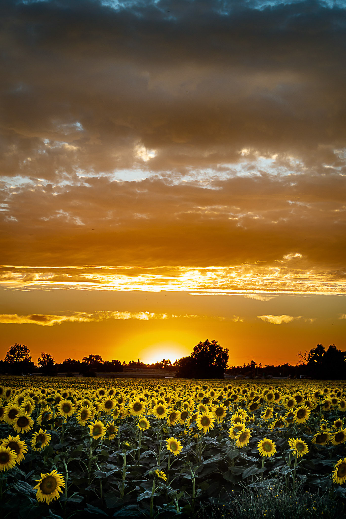 Sunflower Sunset, 2018