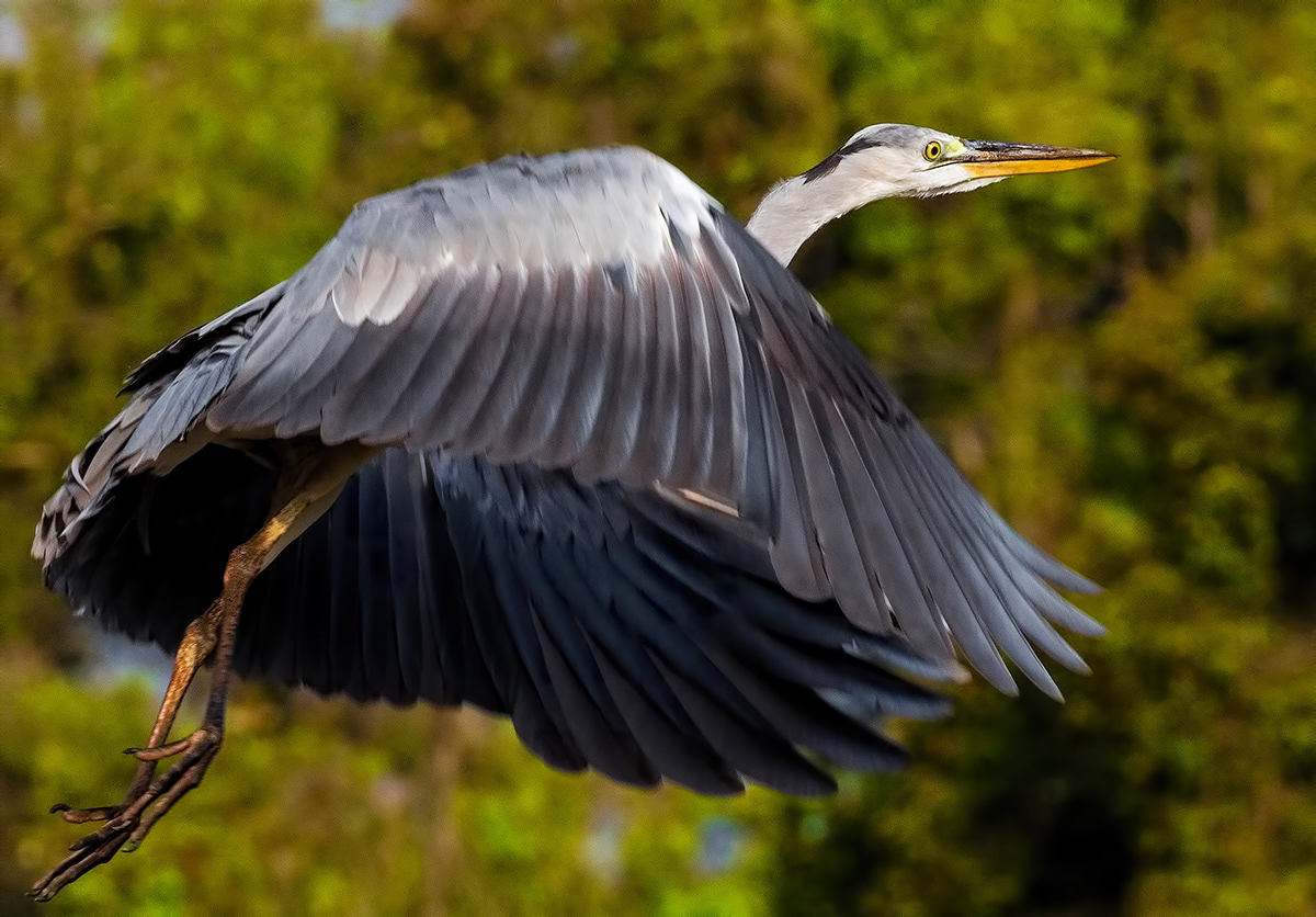 Rich Hughes Birds Of Vietnam Rich Hughes Birds Of Vietnam