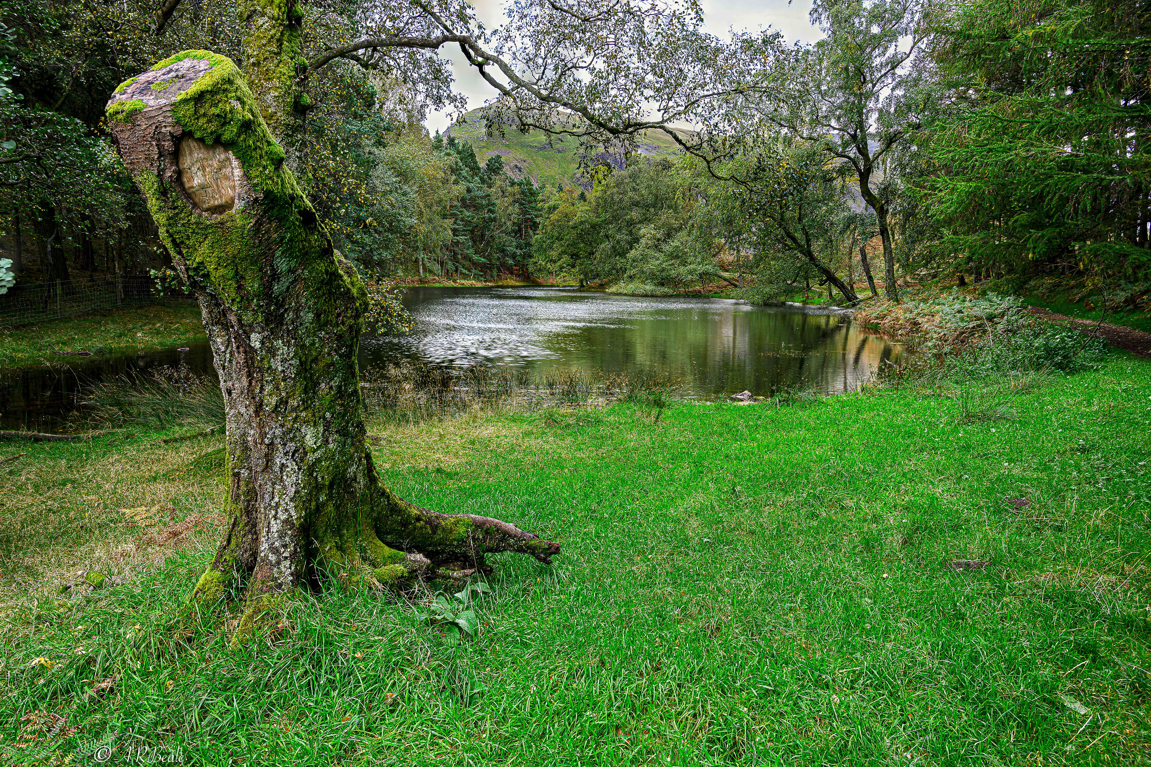 Across the Tarn from a loan tree stump