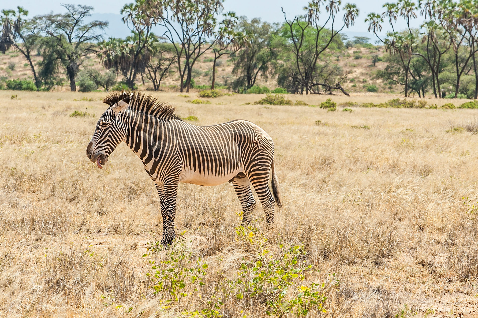 Grevyzebra im Samburu National Park