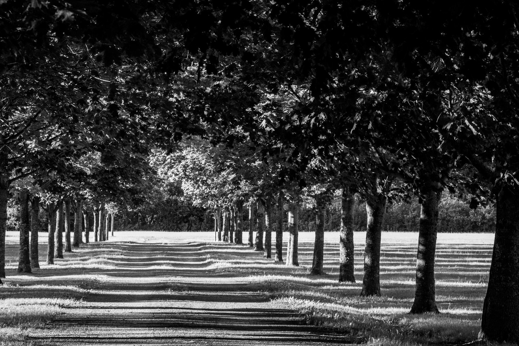 Theme : Trees