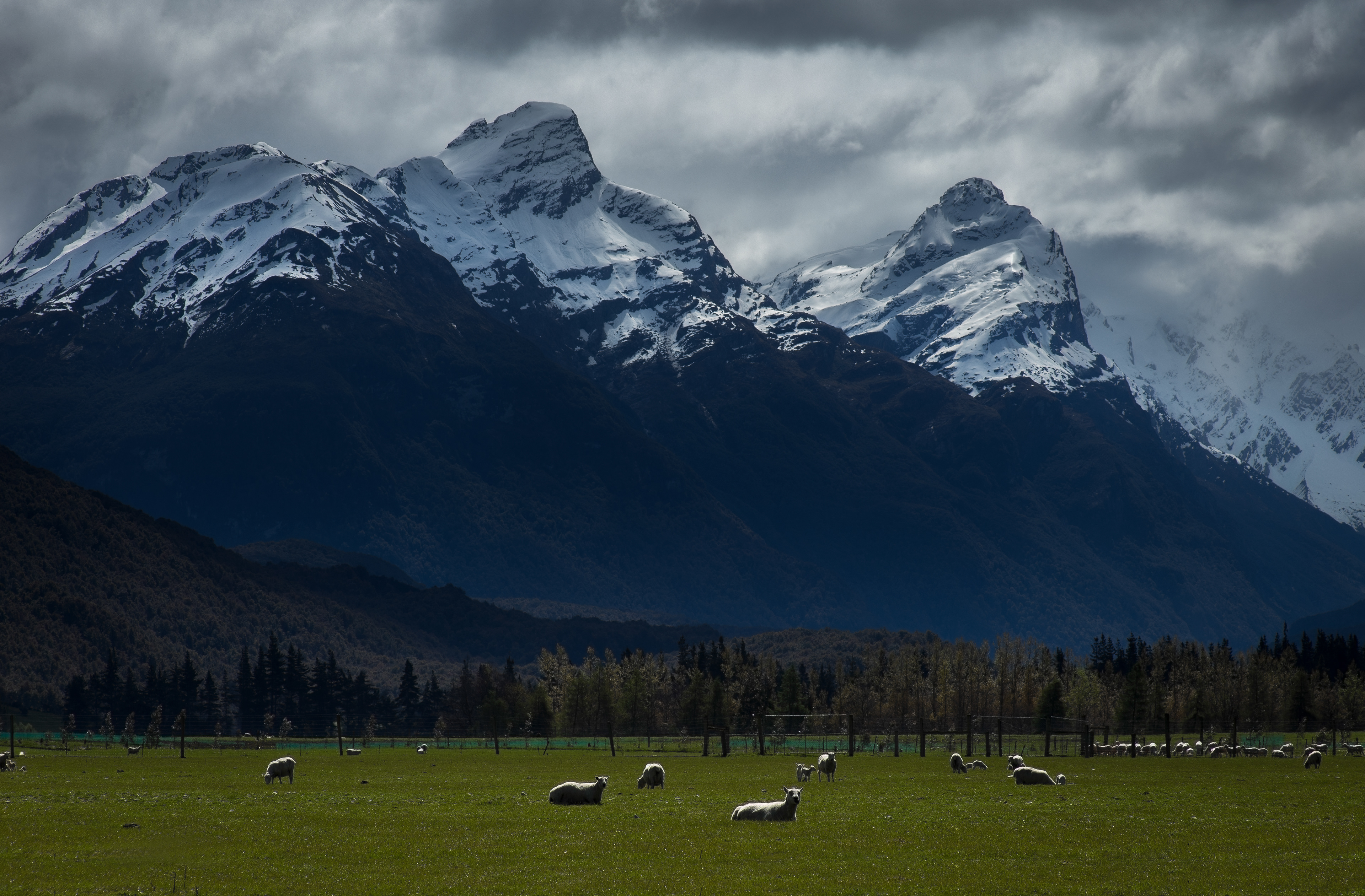 Snow and sheep near Glenorchy