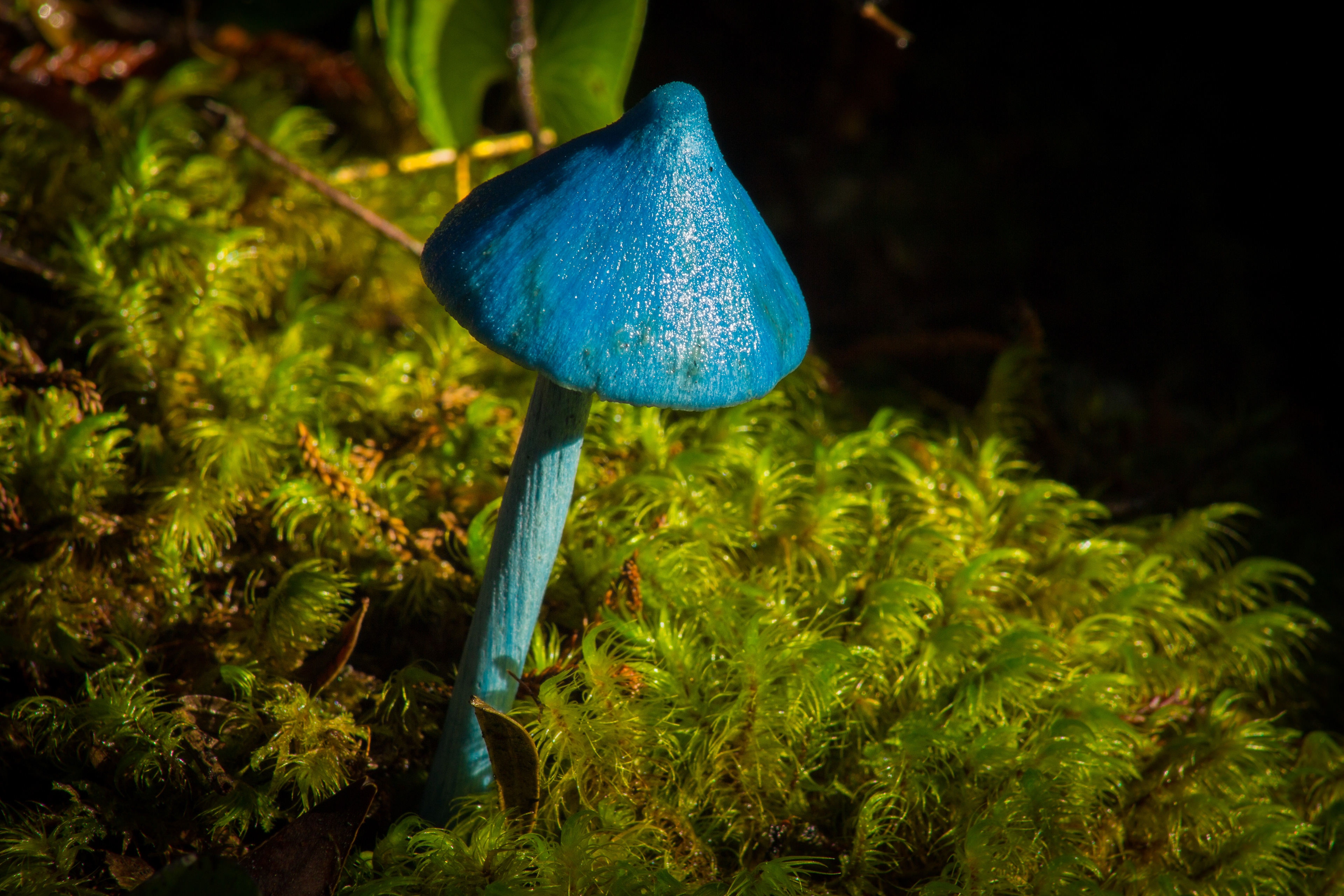 Blue mushroom; Lake Kaniere, West Coast