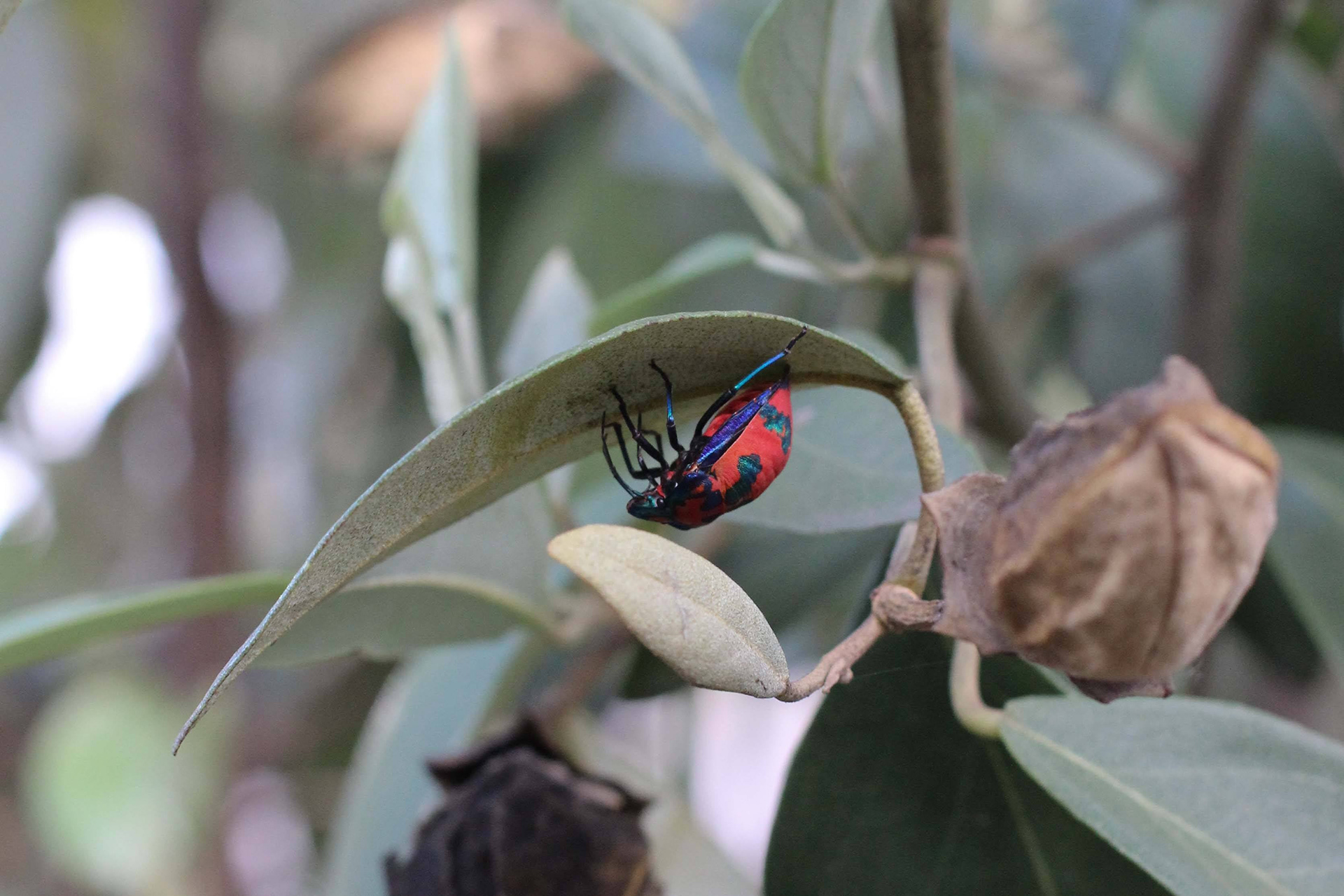Hibiscus Harlequin Bug