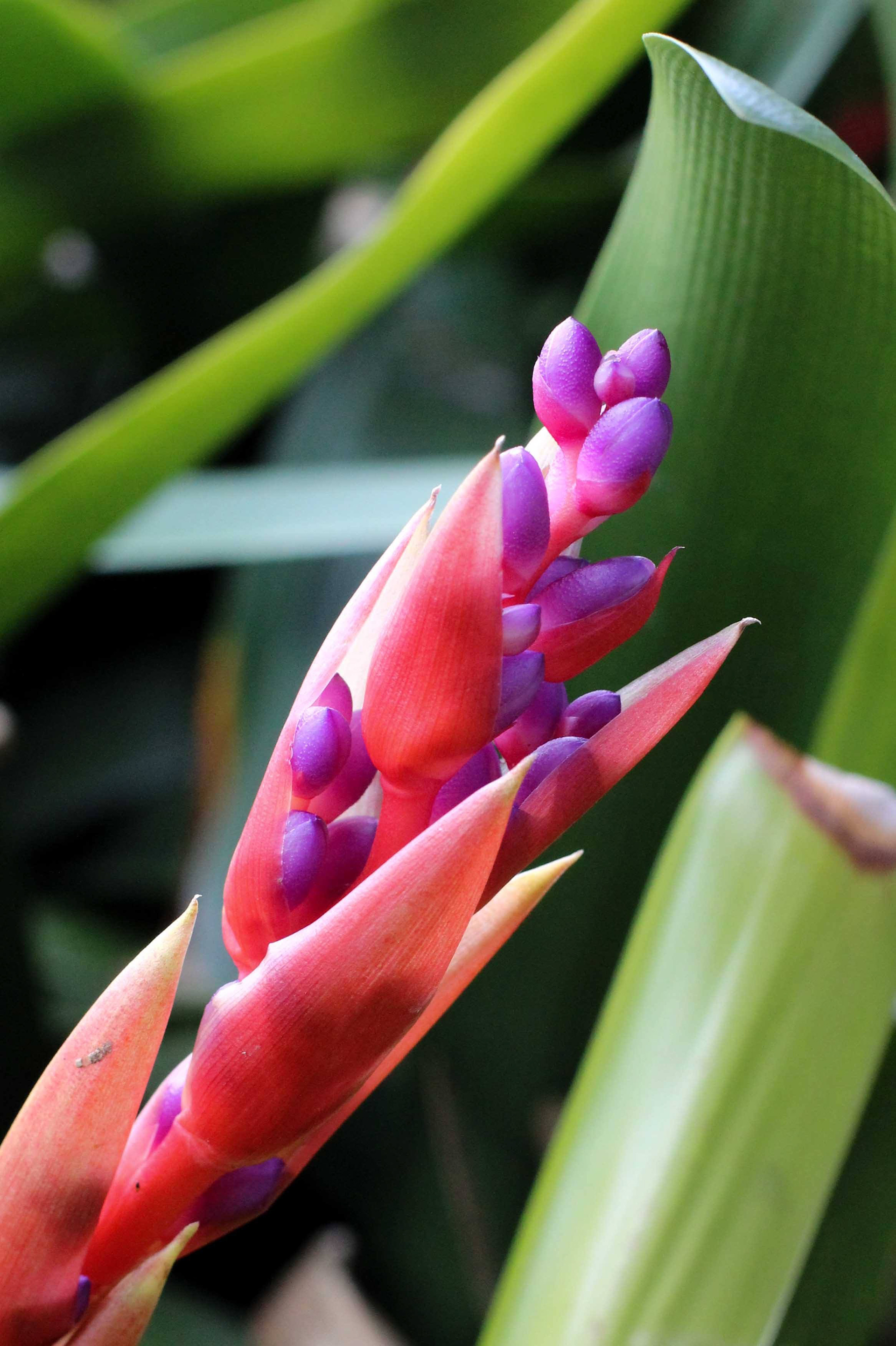 Bromeliad,  2018