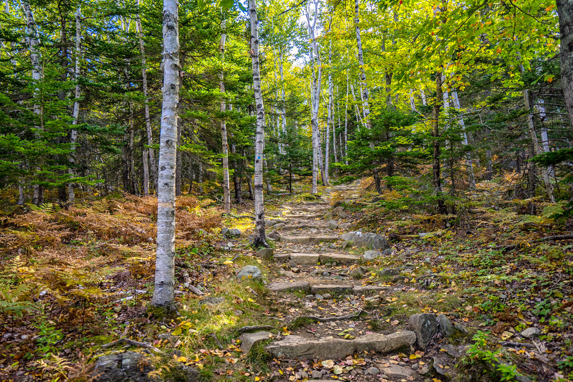 Invitation - Mount Desert Island