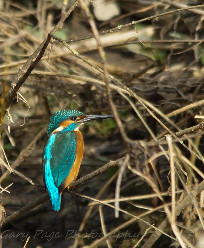 kingfisher first ever capture. new lens