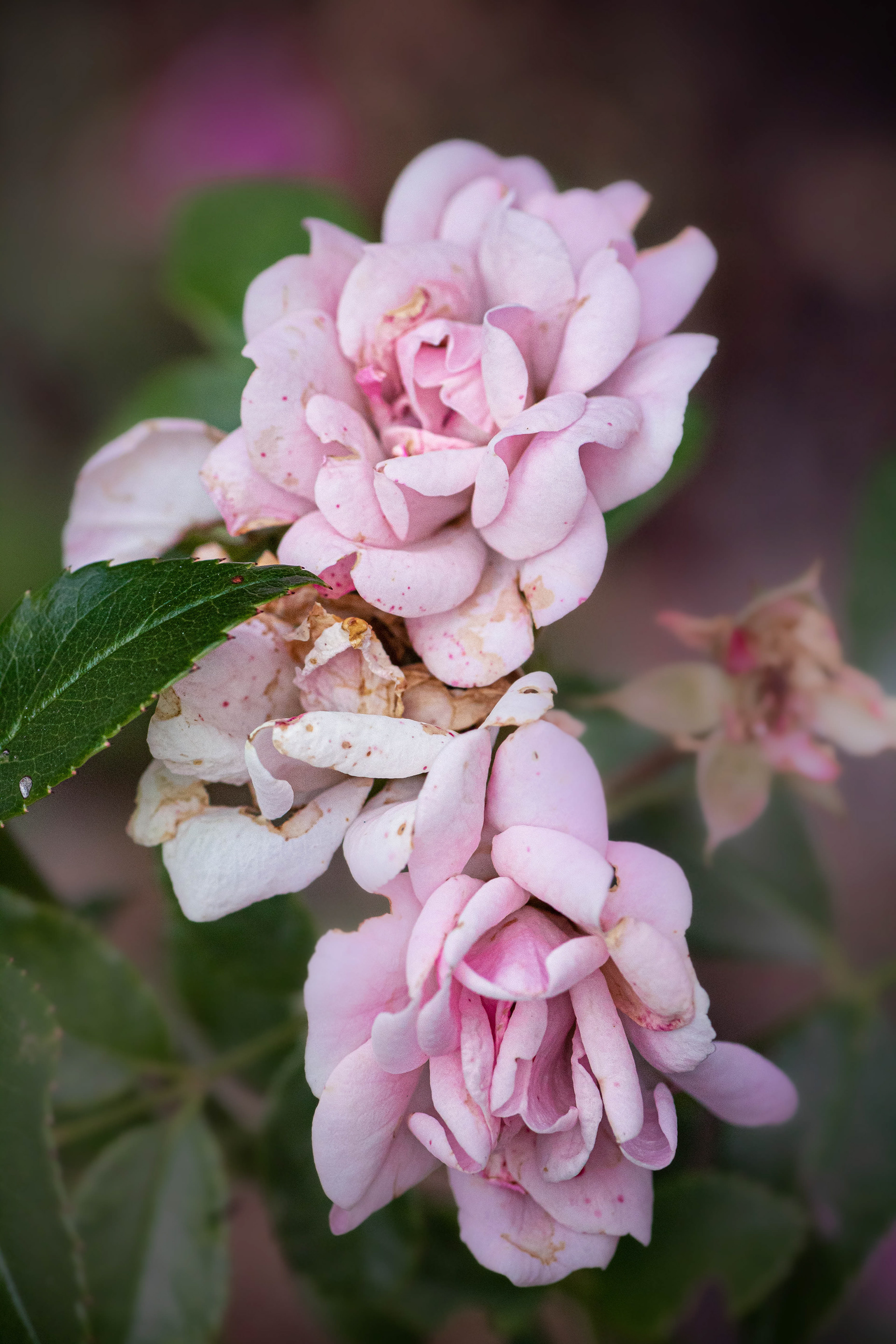 Tropicana rose
