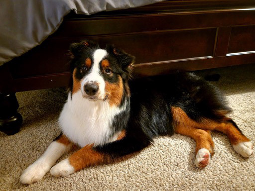 Brody (Fig) in Navarre, Florida