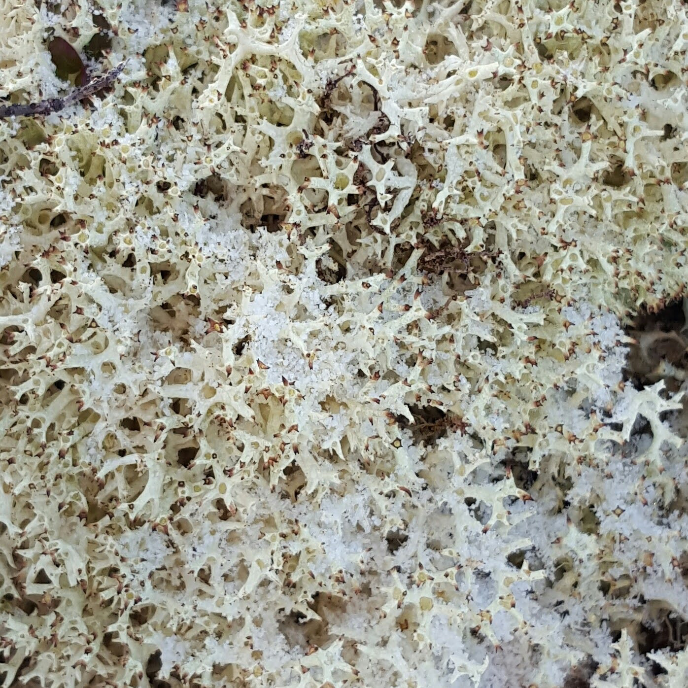 Lichen