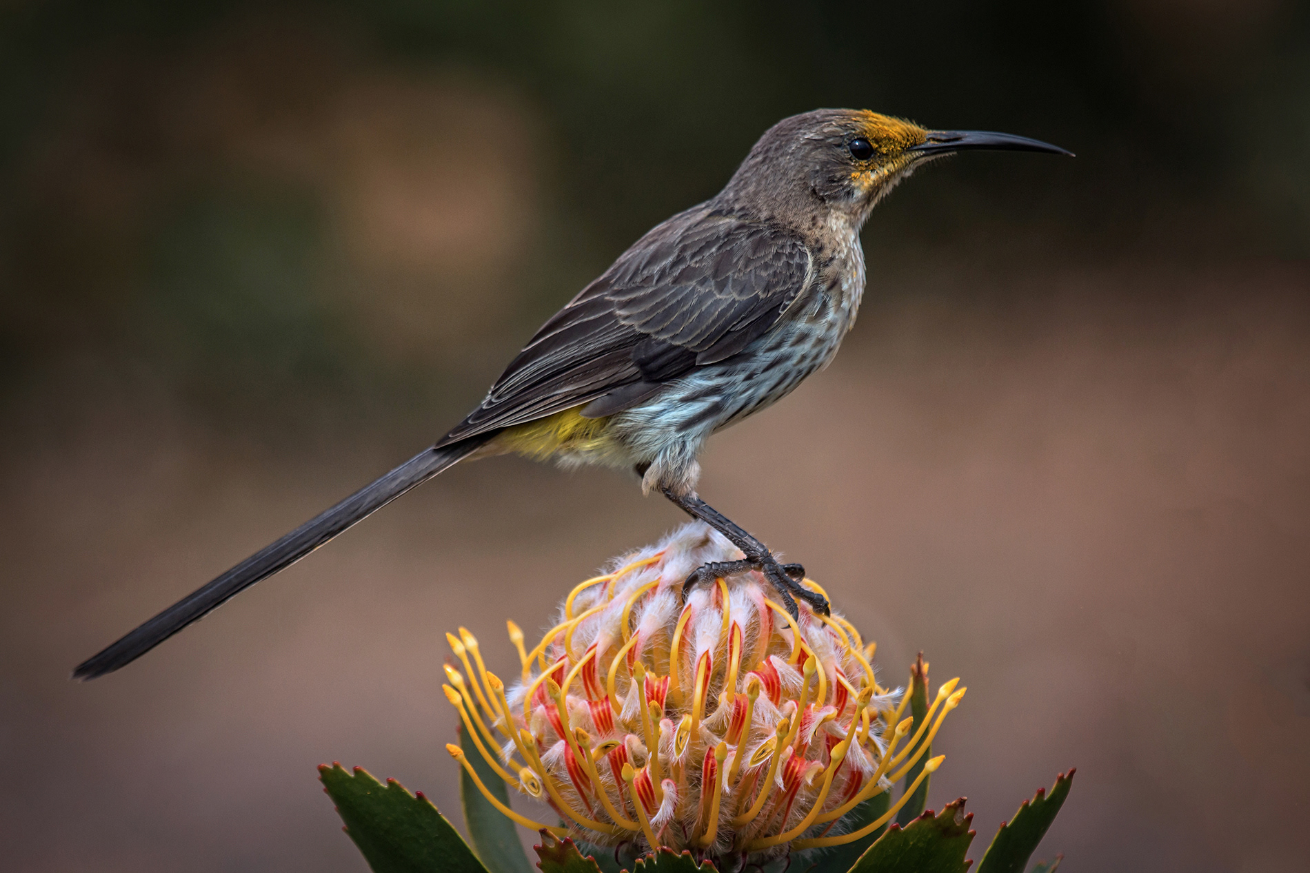 Alan Jones Photography - Birds of the Western Cape 1