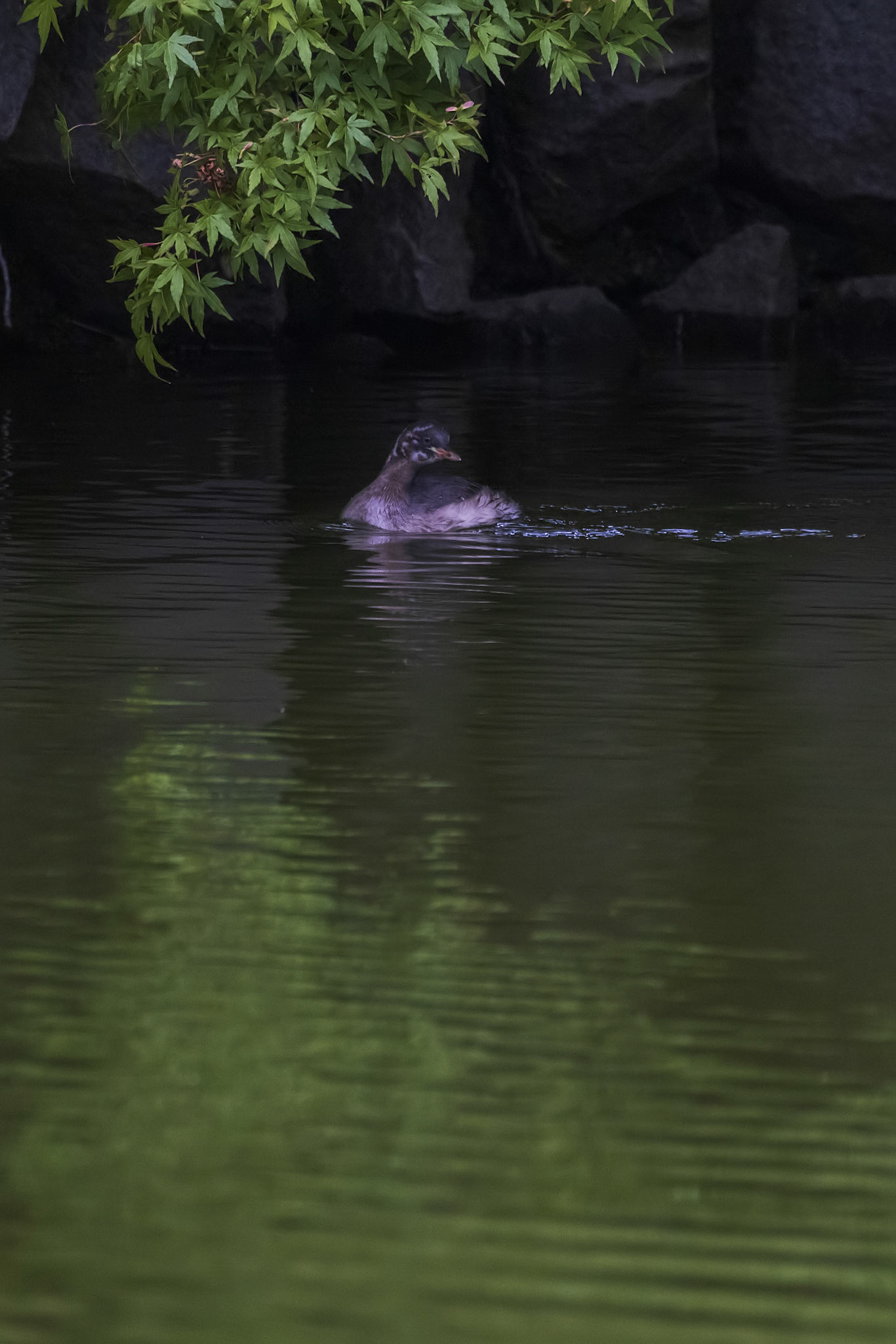 カイツブリ 薬師池公園 幼鳥