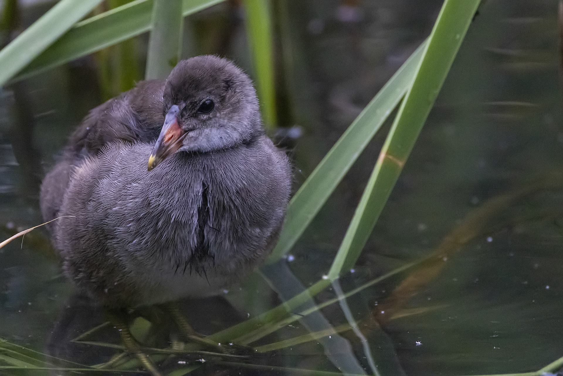 鷭 バン 広袴公園 雛 ヒナ