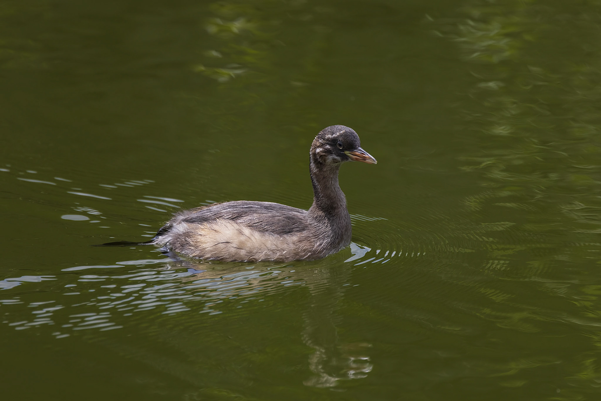 カイツブリ 薬師池公園 幼鳥