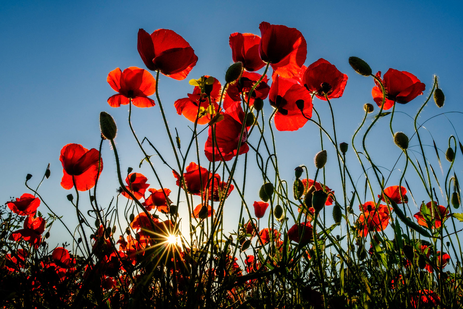 FIFE POPPIES