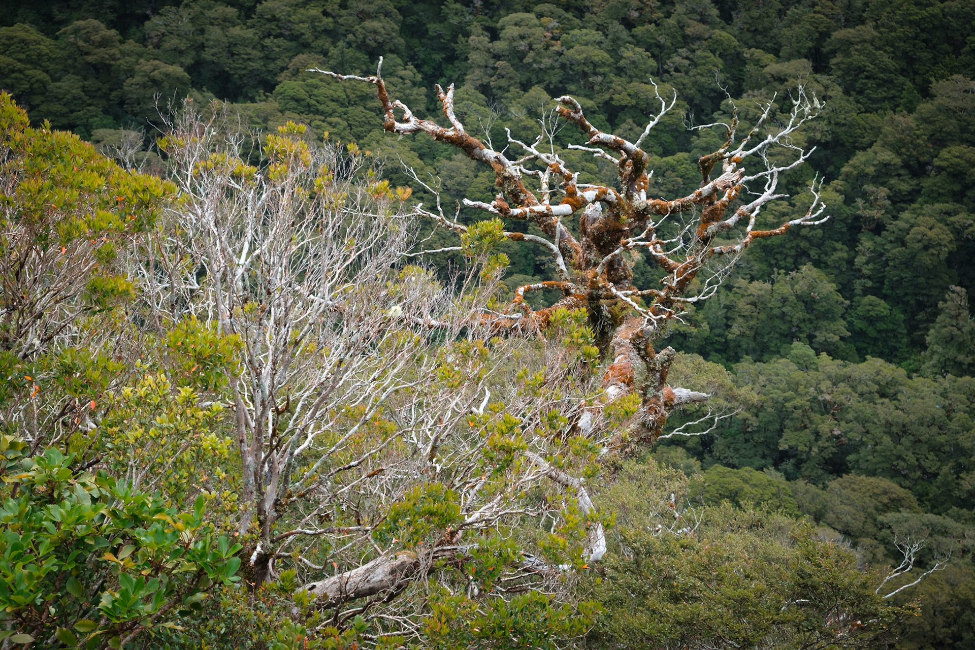 on the way to milford sound