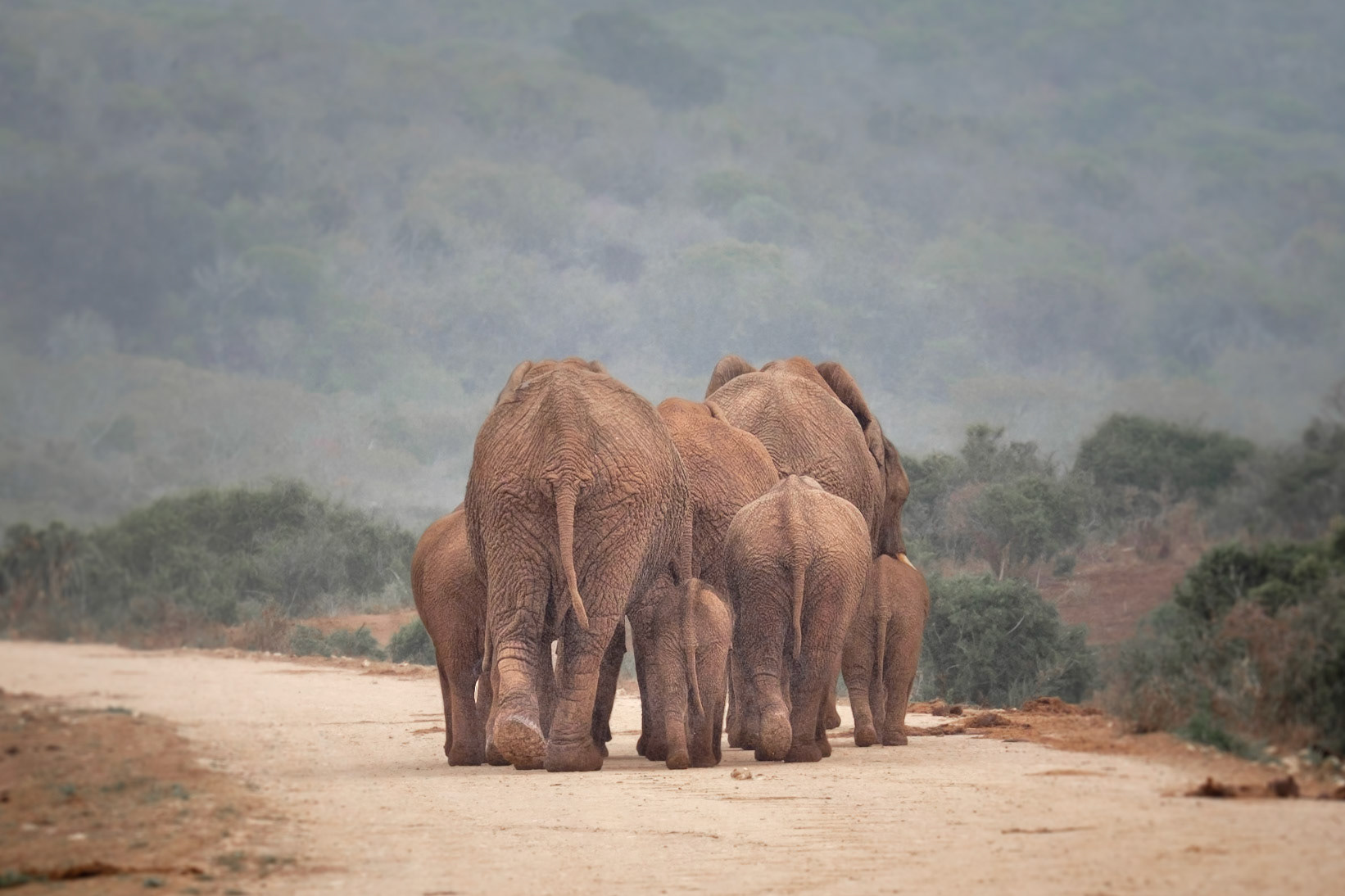 Addo Elephant NP / South Africa