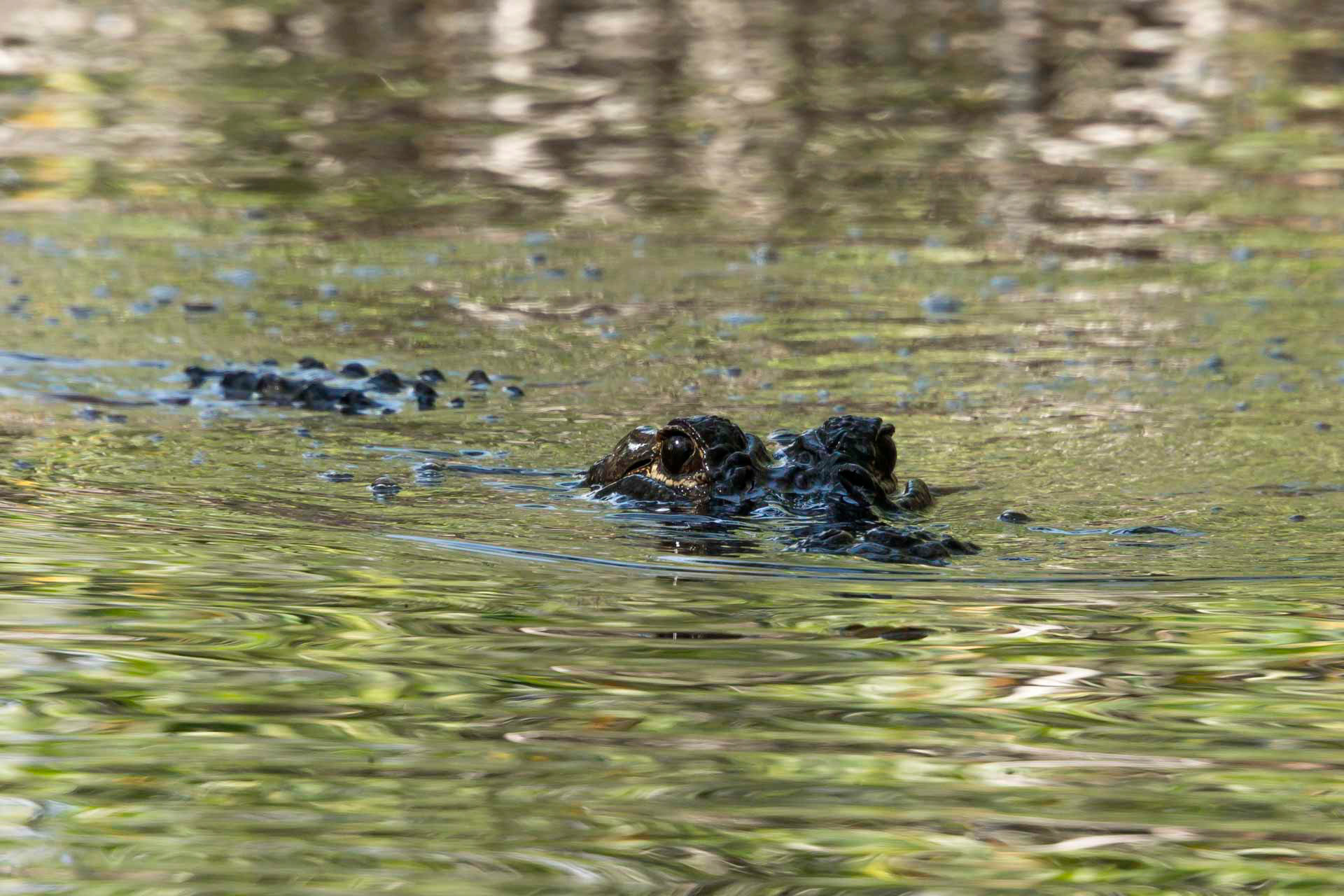 Alligator - Everglades, United States