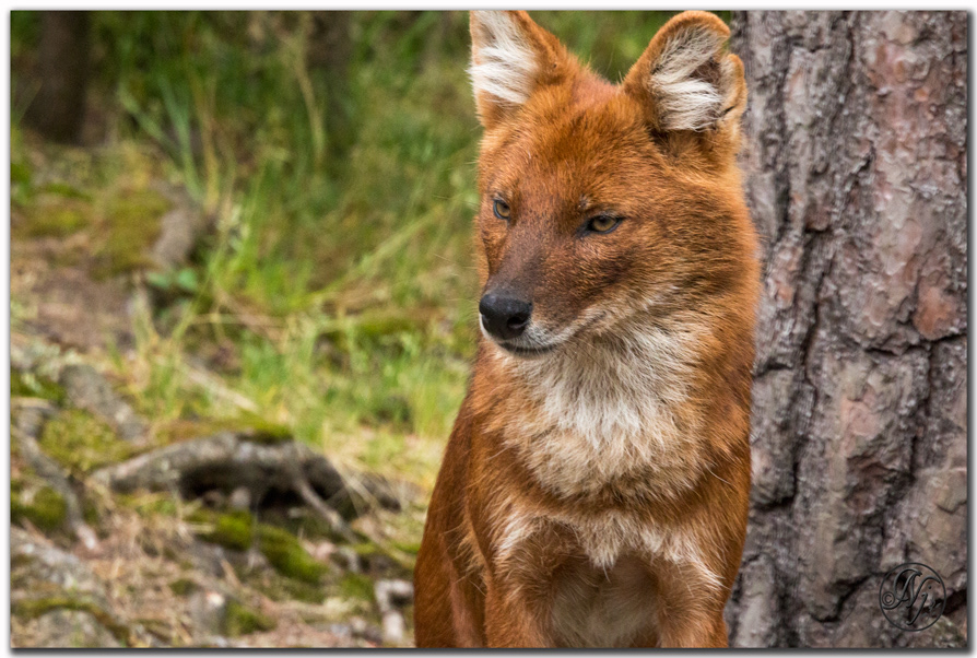 Dhole - Wikipedia