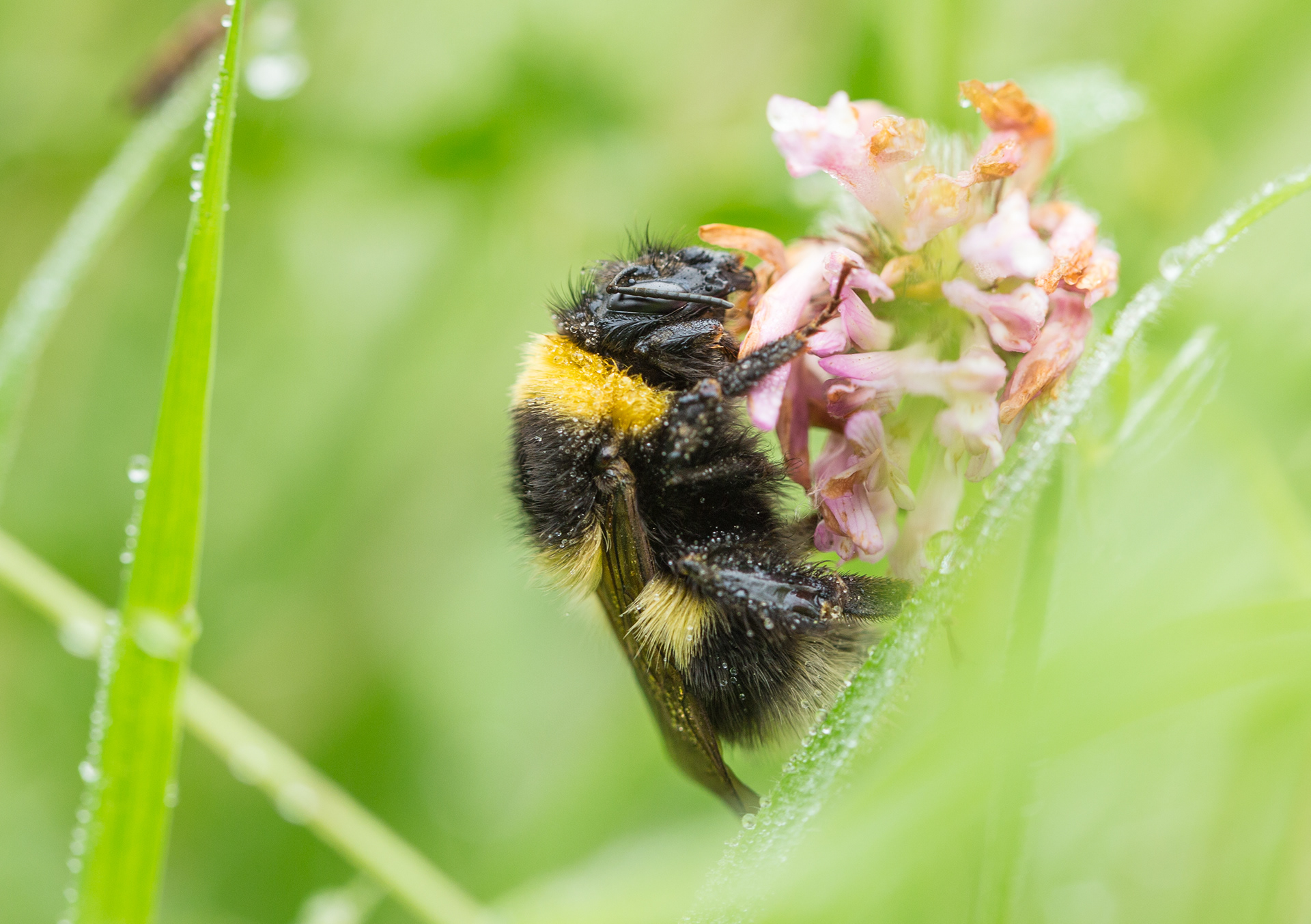 Morning Dew on Bumblebee