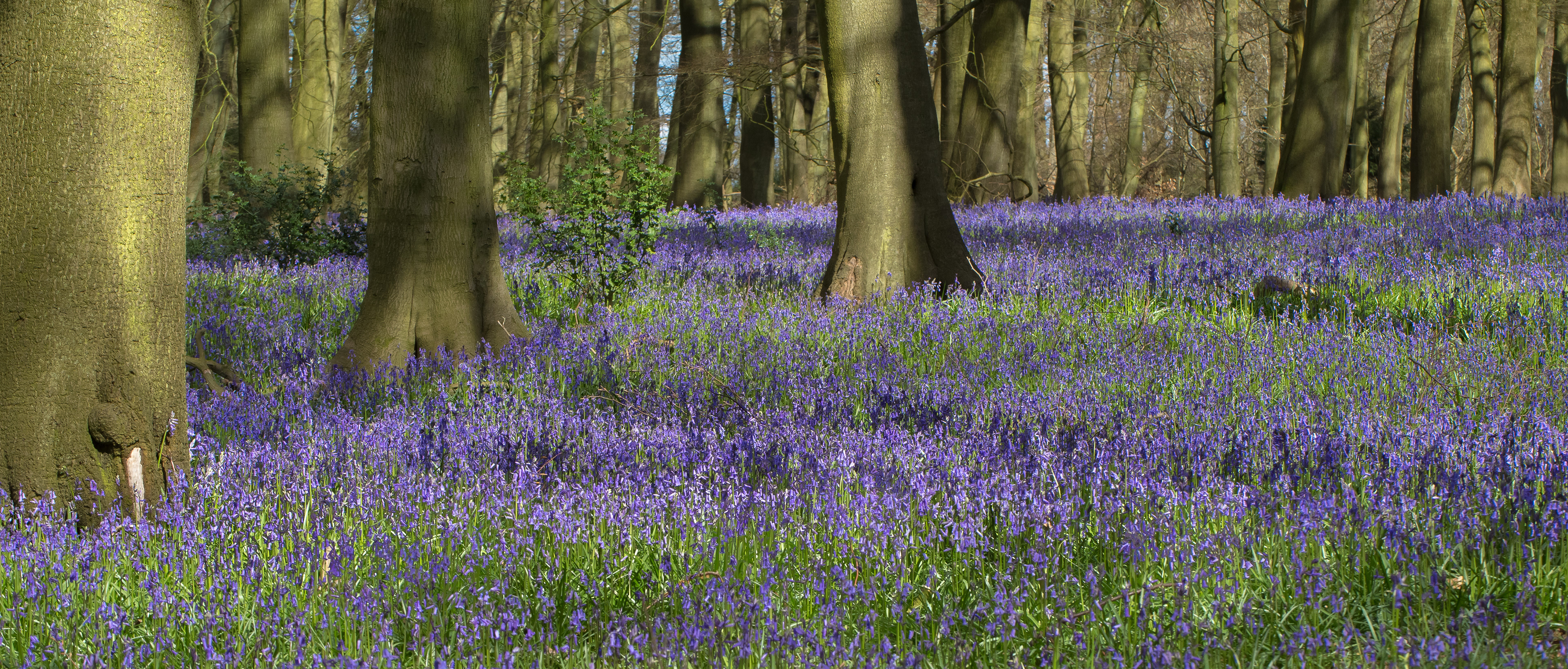 Bluebells