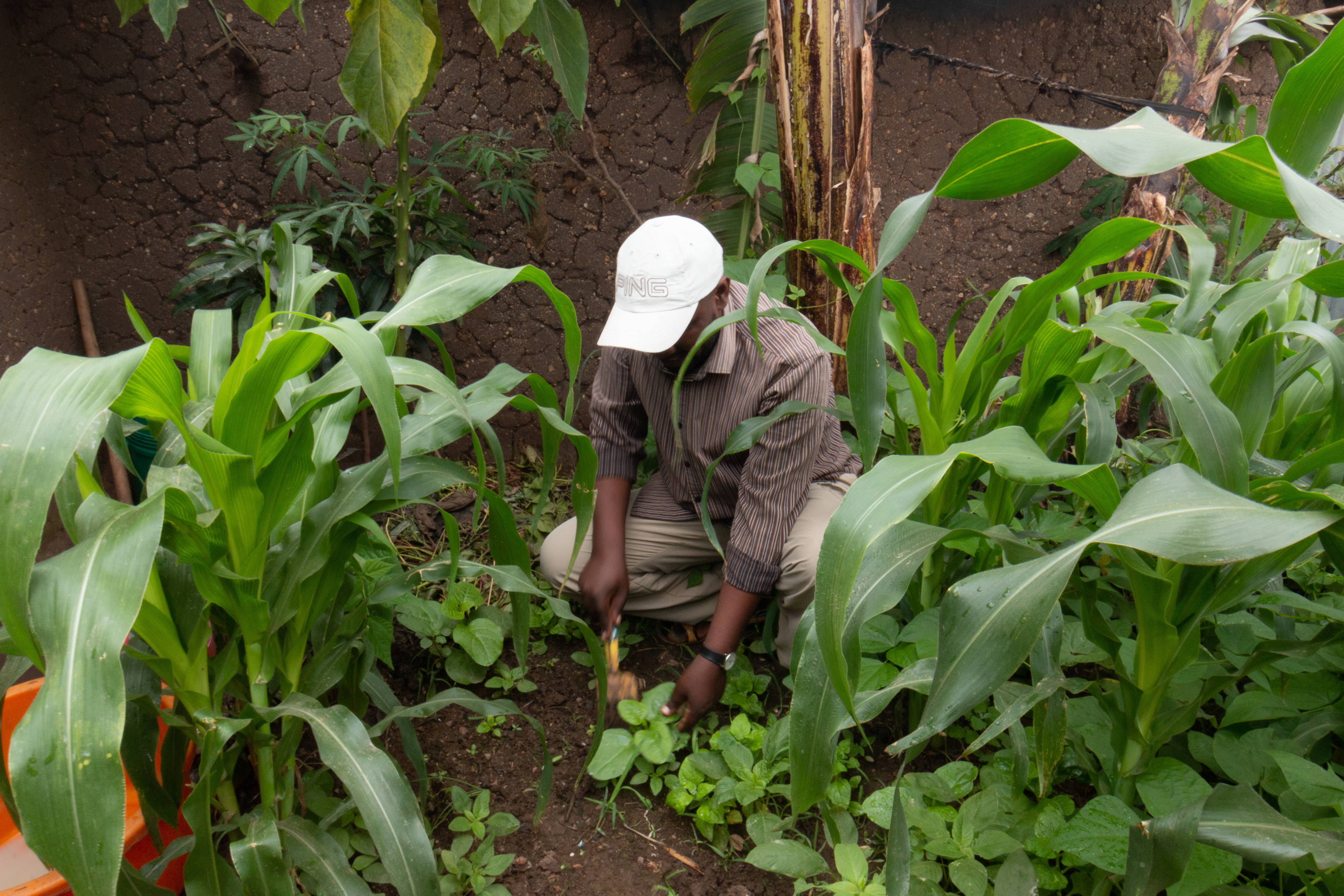 Gardening at Dzaleka Credit: Philip J Nicholson (CC BY-NC-ND)