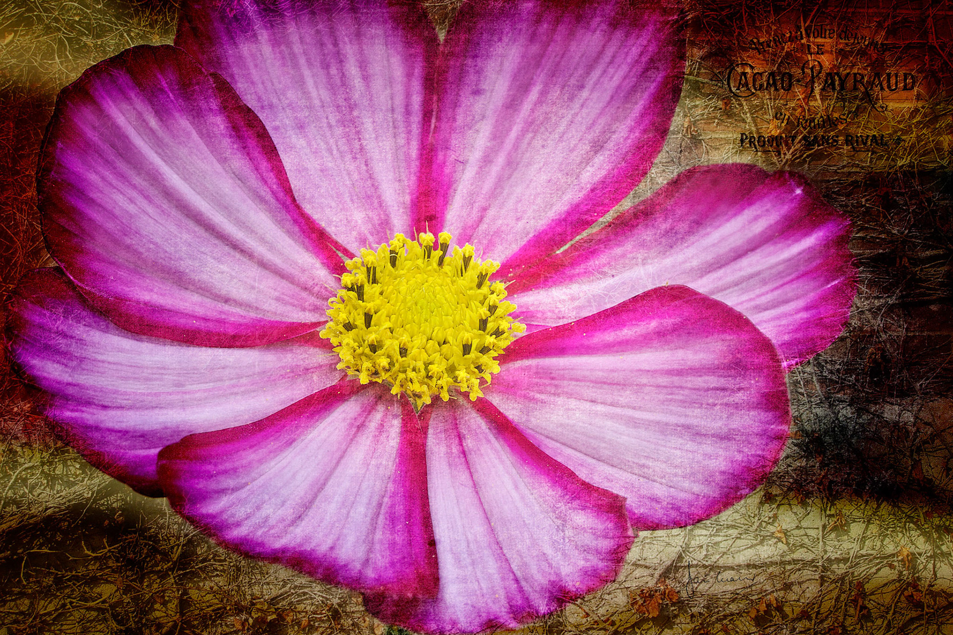 Cosmos bipinnatus