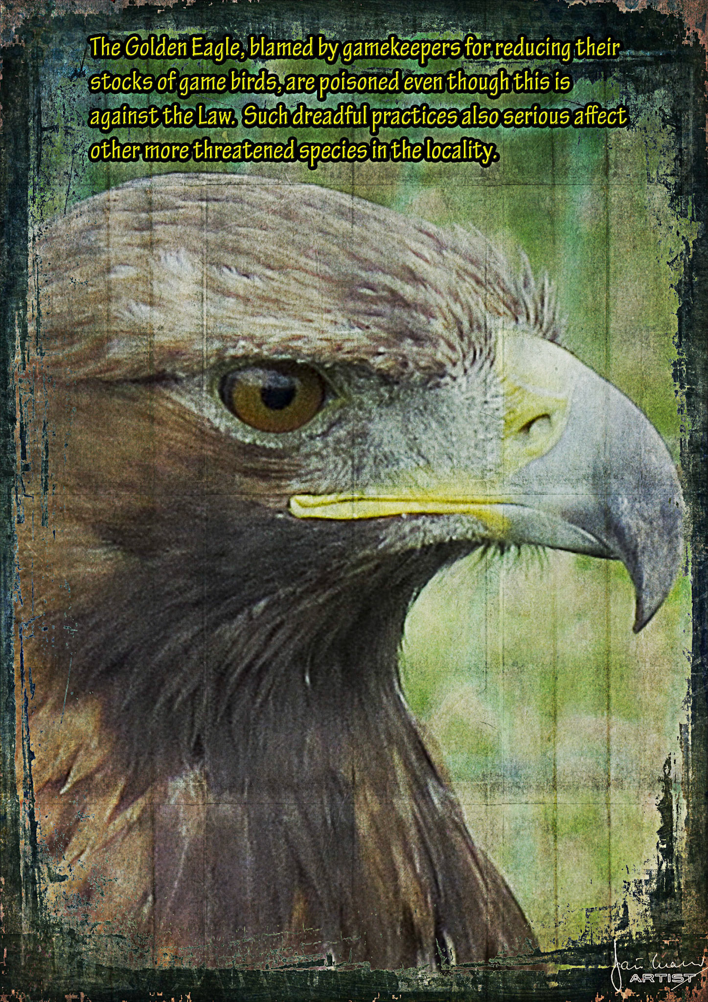 Golden Eagle (Aquila chrysaetos)